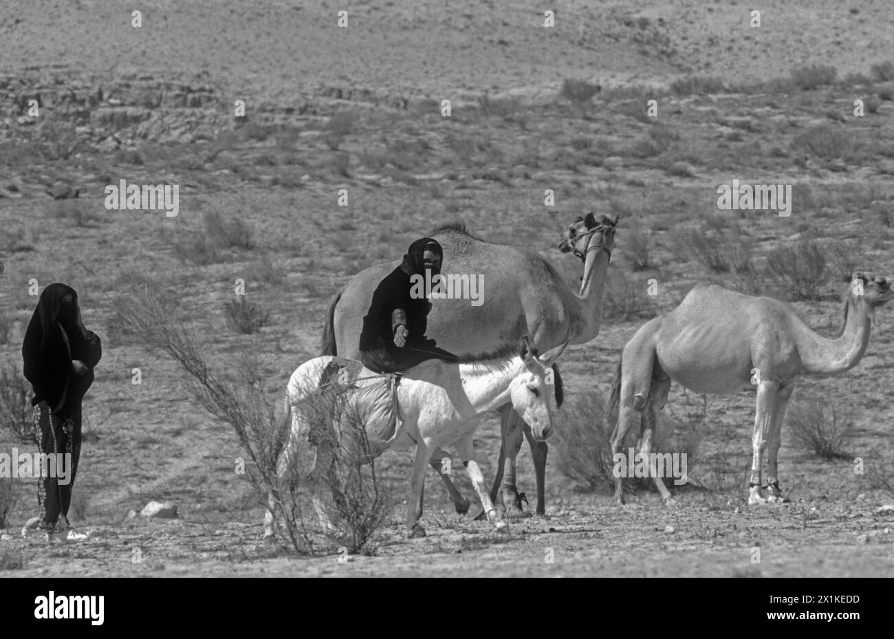 Donne beduine che cavalcano un asino nel deserto Foto Stock