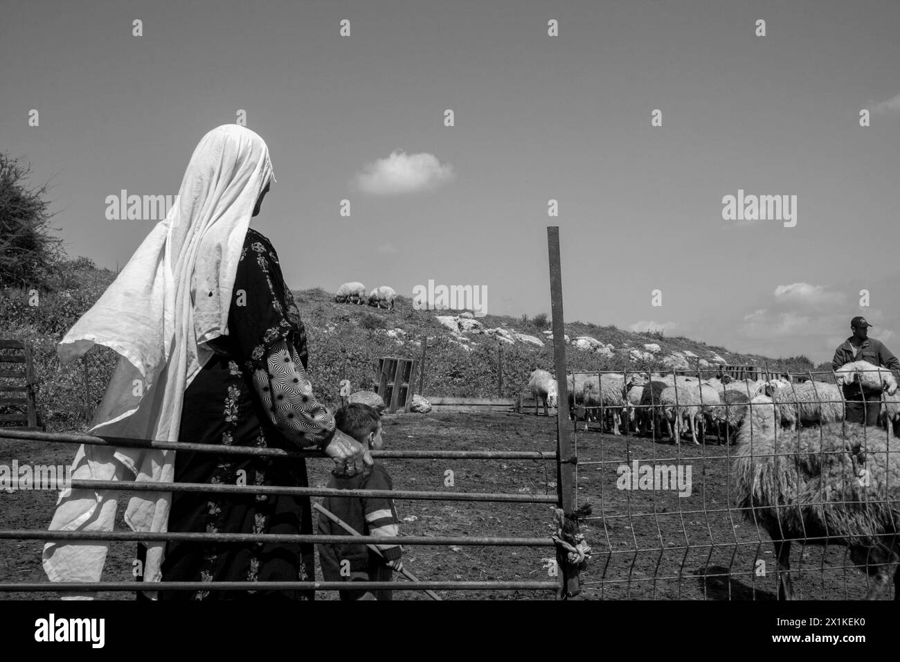 Pastore beduino con un gregge di pecore nel Negev Israele Foto Stock