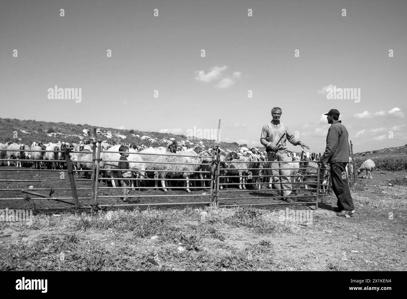 Pastore beduino con un gregge di pecore nel Negev Israele Foto Stock