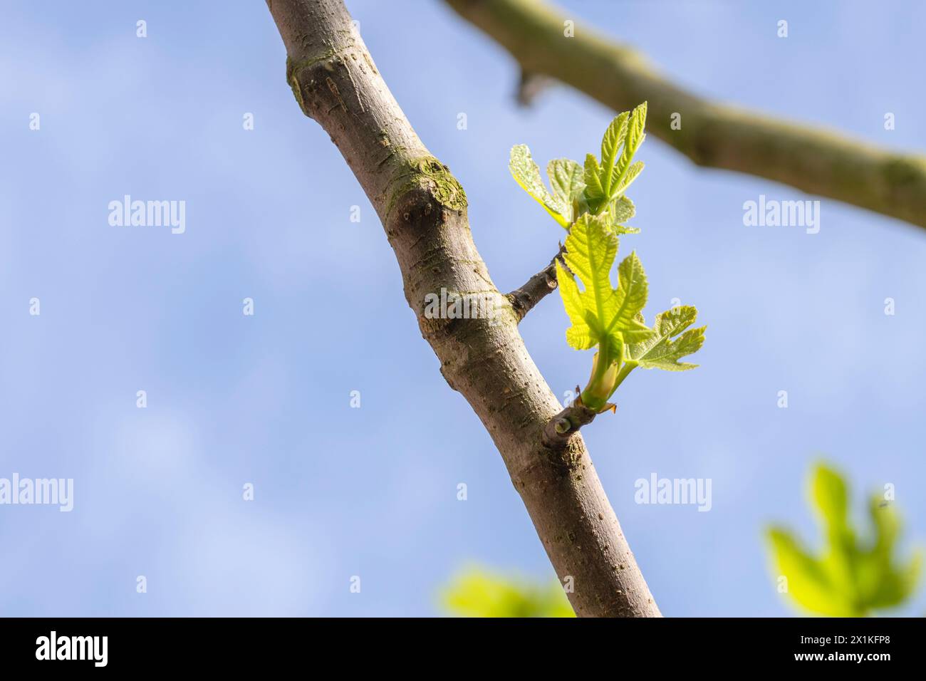 Primo piano Di Un albero di fico ad Amsterdam Paesi Bassi 14-4-2024 Foto Stock