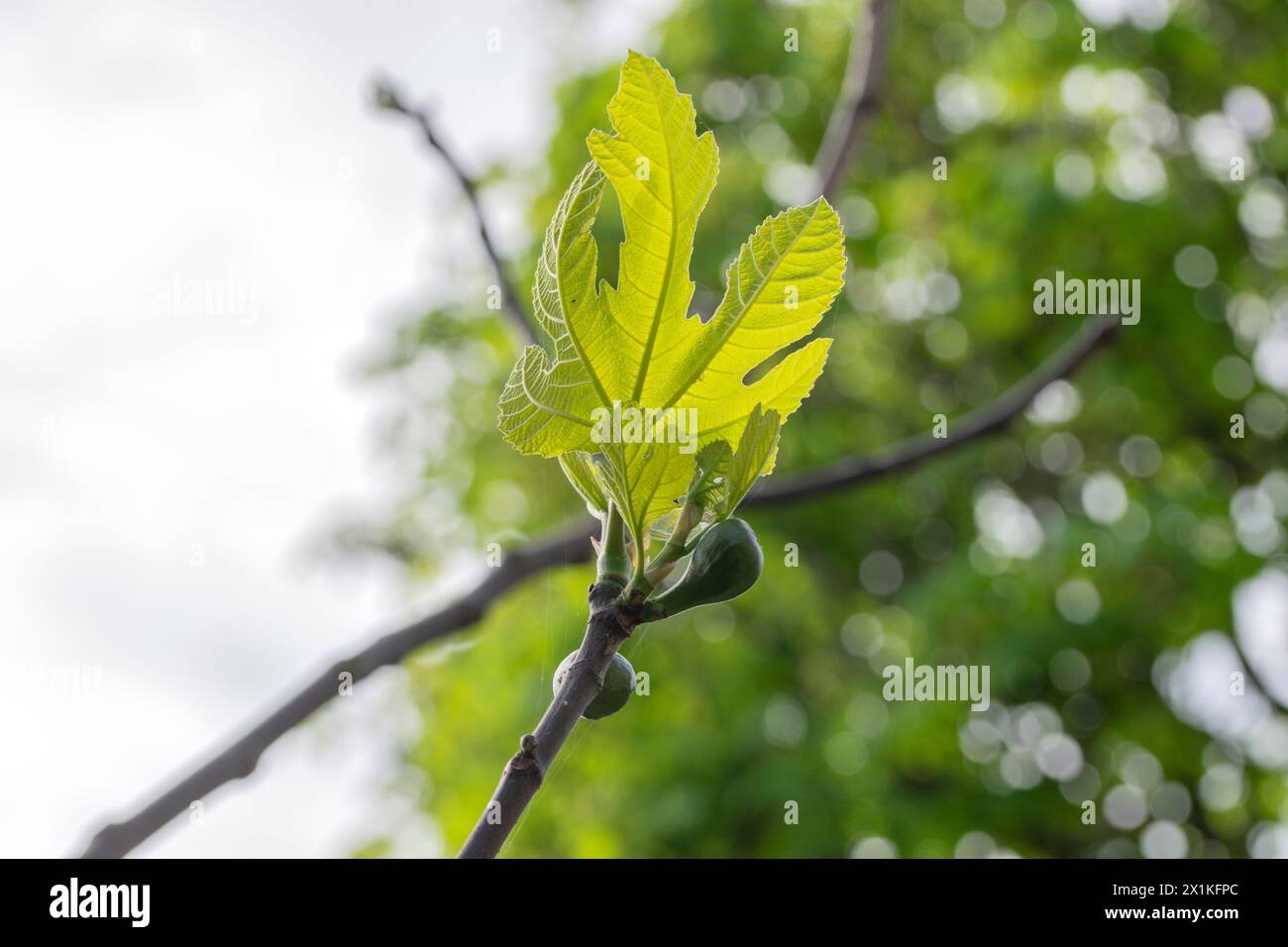 Primo piano Di Un albero di fico ad Amsterdam Paesi Bassi 14-4-2024 Foto Stock