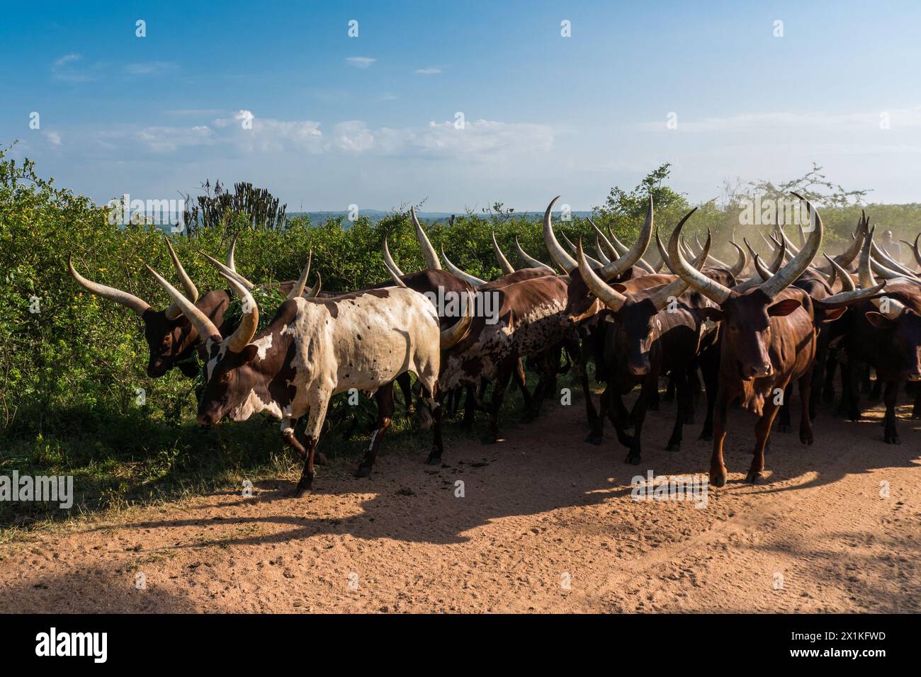 Bestiame Ankole-Watusi in Uganda Foto Stock