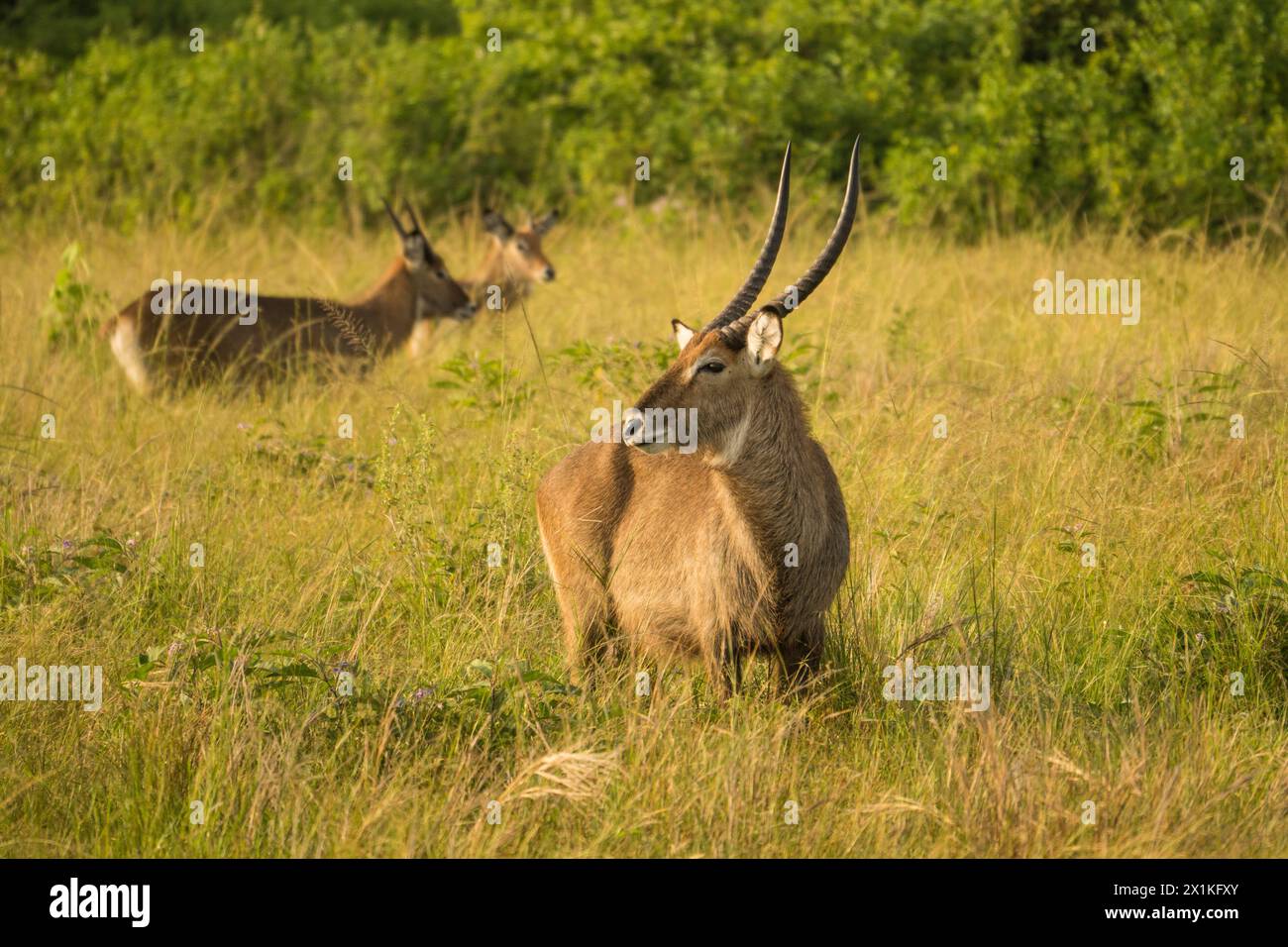 Defassa Waterbuck nel Parco Nazionale della Regina Elisabetta, Uganda Foto Stock