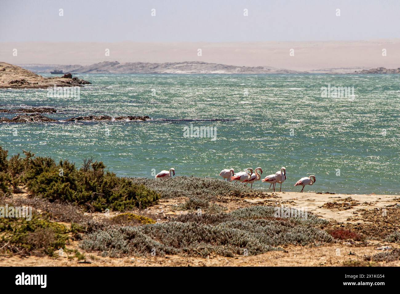 Fenicotteri sulla spiaggia con un mare verde in una baia sulla penisola di Luderitz. Foto Stock