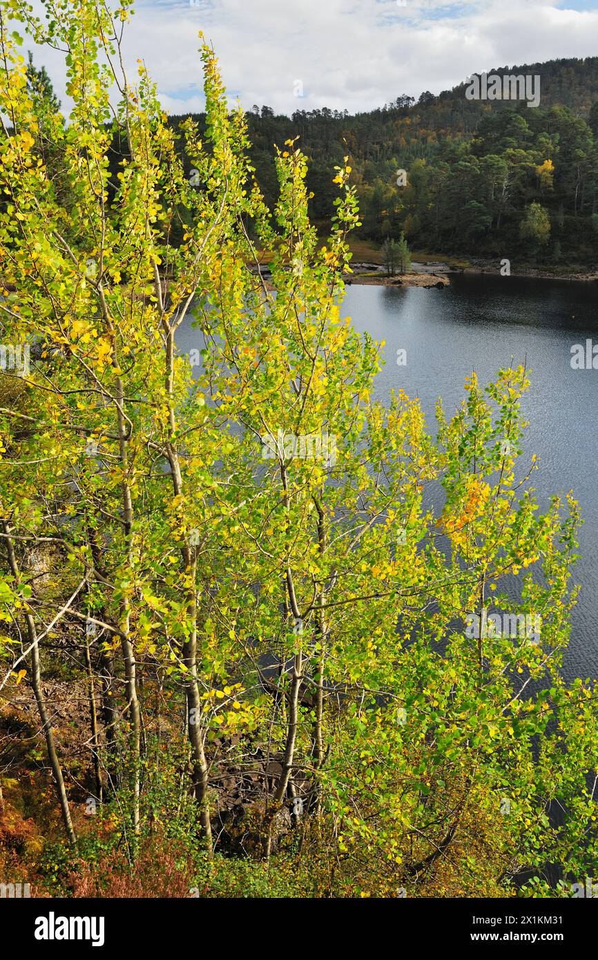 Pioppo (Populus tremula) si stagliano di alberi alberelli con foglie che cambiano in colori autunnali con Loch Benevean (Loch Beinn A' Mheadhoin) sullo sfondo. Foto Stock