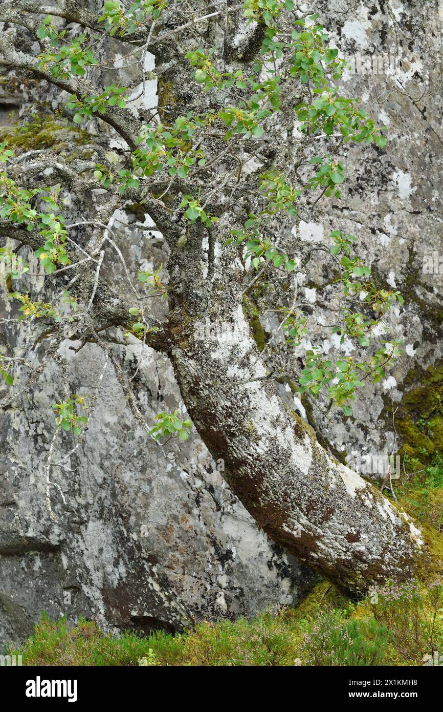 Aspen (Populus tremula) albero maturo fotografato contro una parete rocciosa ricoperta di muschio e licheni, Glen Strathfarrar, Inverness-shire, Scozia, settembre Foto Stock