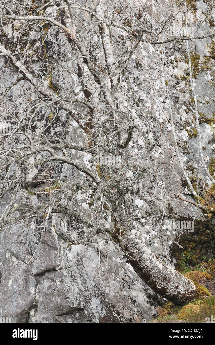 Aspen (Populus tremula) albero maturo fotografato contro una parete rocciosa ricoperta di muschio e licheni, Glen Strathfarrar, Inverness-shire, Scozia Foto Stock