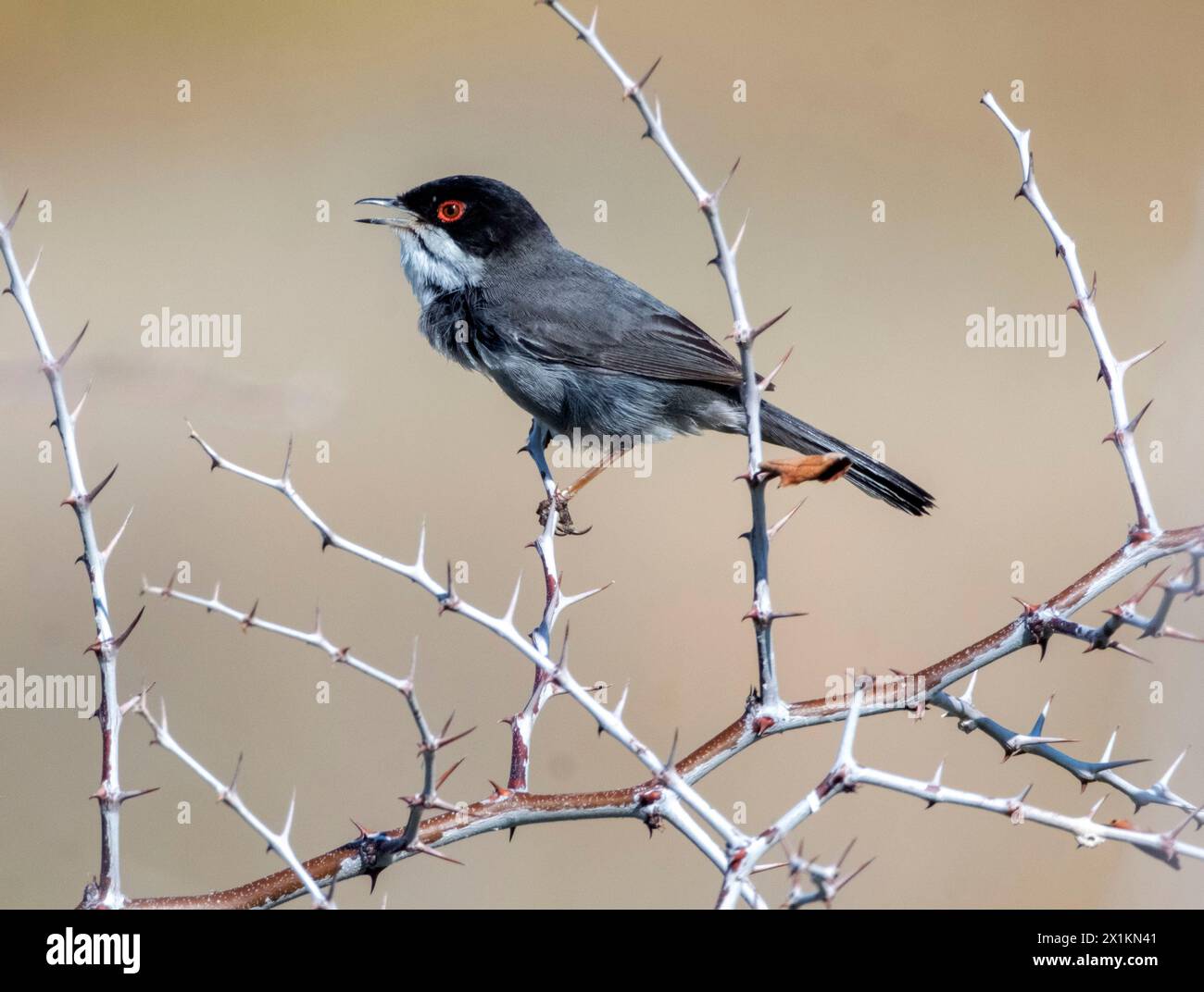 Parula sarda maschile (Curruca melanocephala) arroccata su un arbusto, Paphos, Cipro. Foto Stock