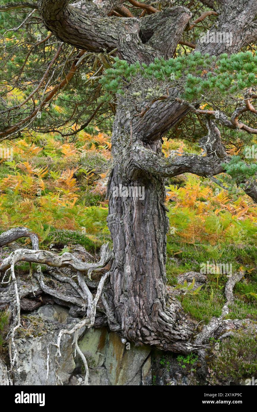 Sezione di pino scozzese (Pinus sylvestris) di "pino nonna" maturo che cresce su affioramento roccioso ai margini della foresta autoctona di Glen Strathfarrar, Inverness-shire, Foto Stock