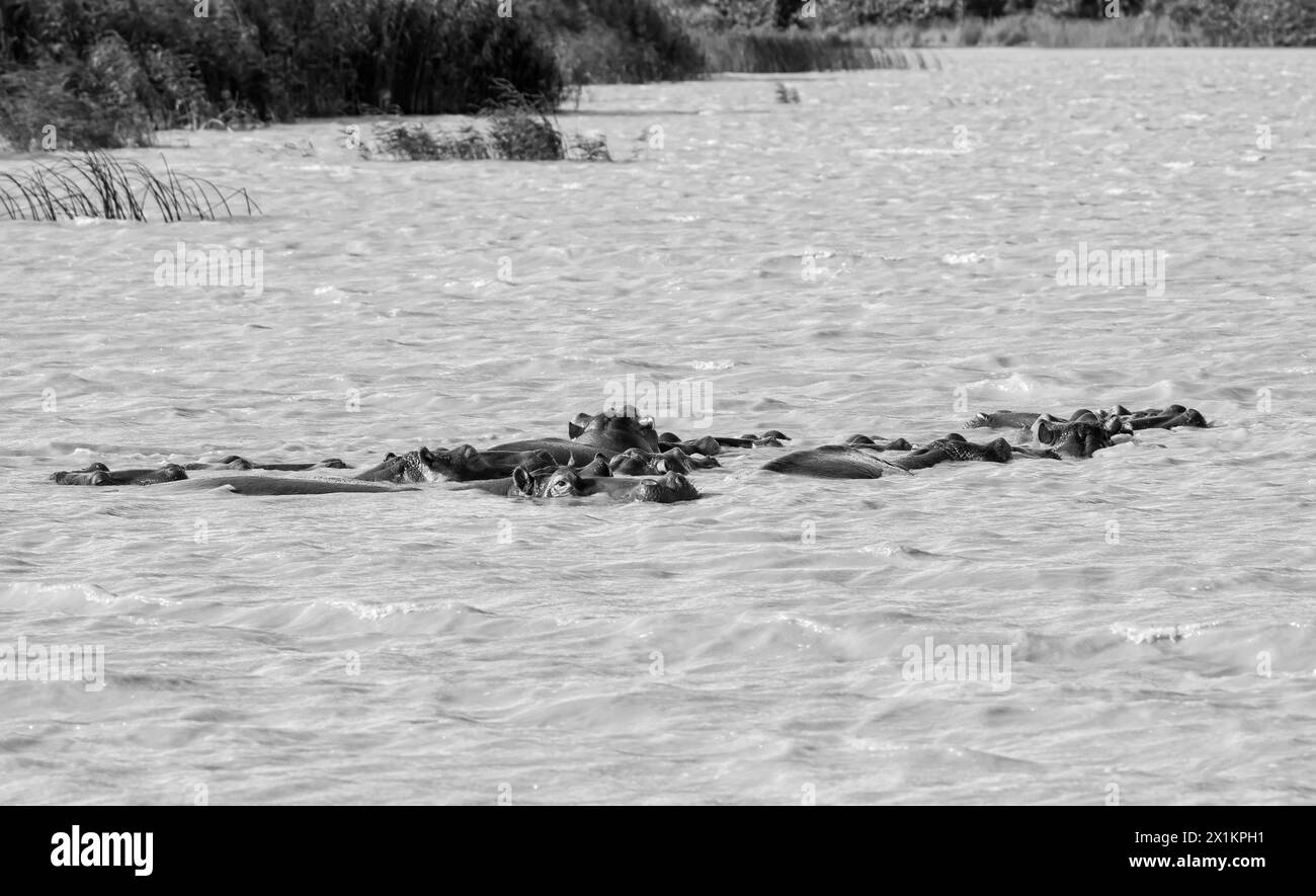 Ippopotamo nell'habitat dell'Africa meridionale Foto Stock