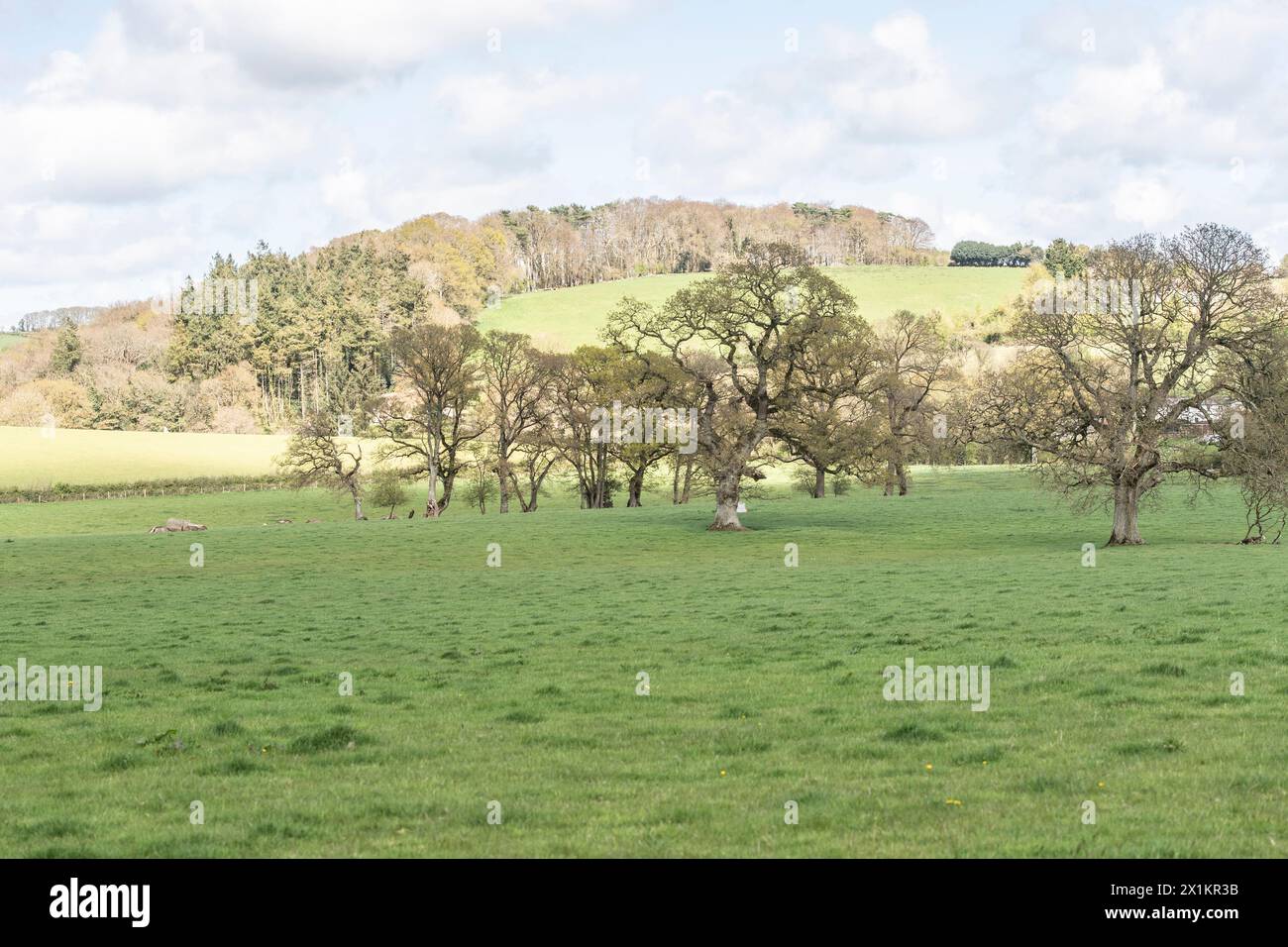 Vista tipica sui terreni agricoli del Devon Foto Stock
