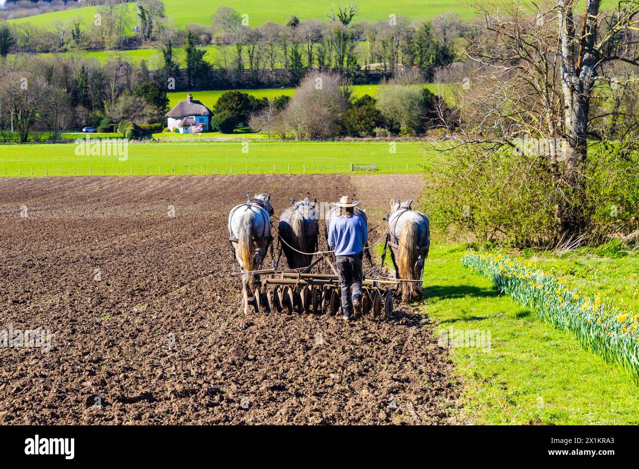 Agricoltore che arava un campo con cavalli pesanti, Weald & Downland Living Museum, West Sussex, Inghilterra Foto Stock