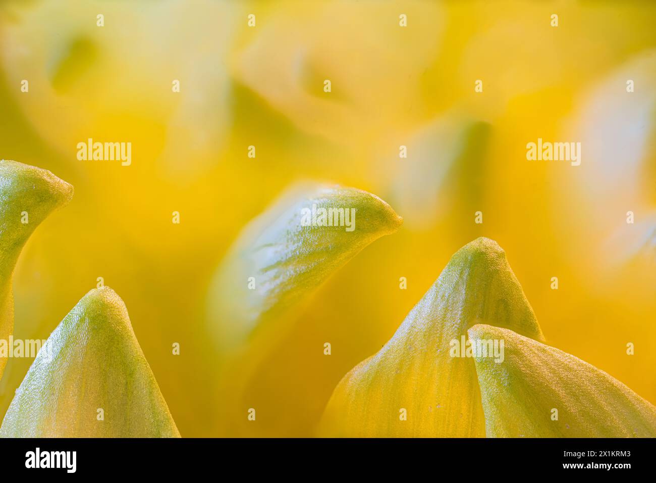 Foto macro di Hardy Garden Mum (Chrysanthemum x morifolium) Petals Foto Stock