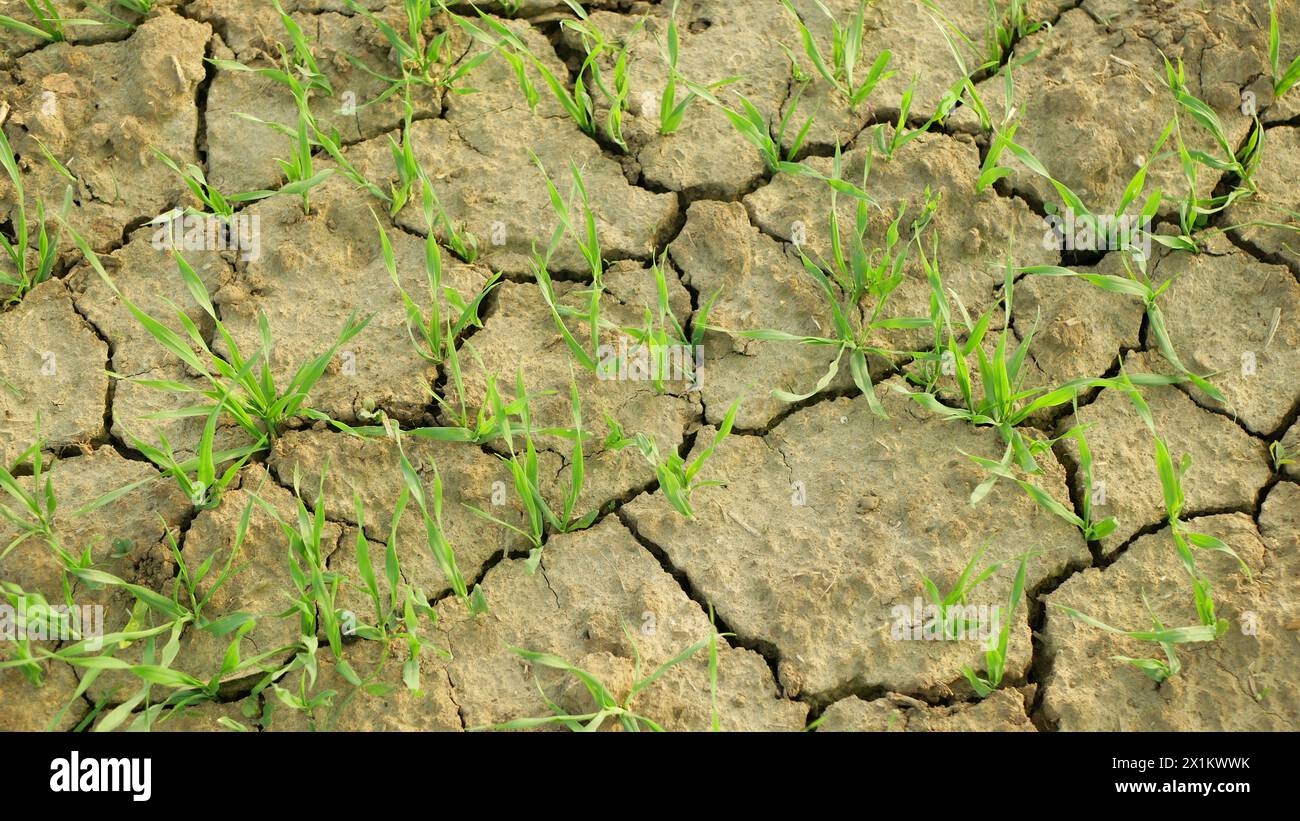 Siccità grano terreno secco Triticum aestivum, molto essiccante il terreno incrinato, cambiamento climatico, disastro ambientale e crepe di terra, morte per Foto Stock