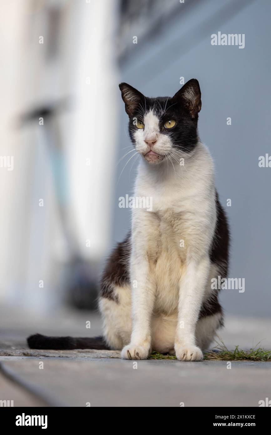 gatto bianco e nero in posa per la fotocamera Foto Stock