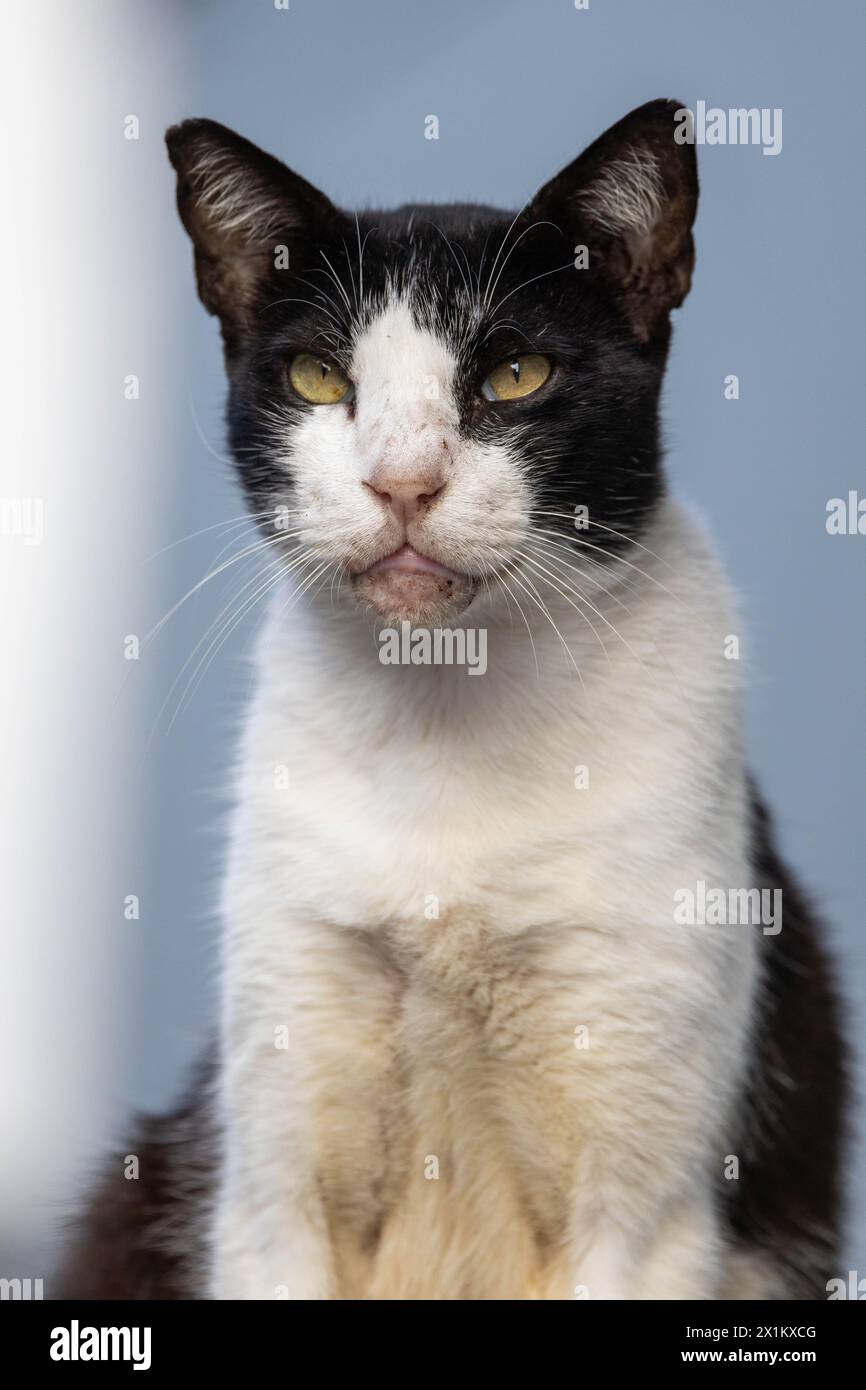 gatto bianco e nero in posa per la fotocamera Foto Stock