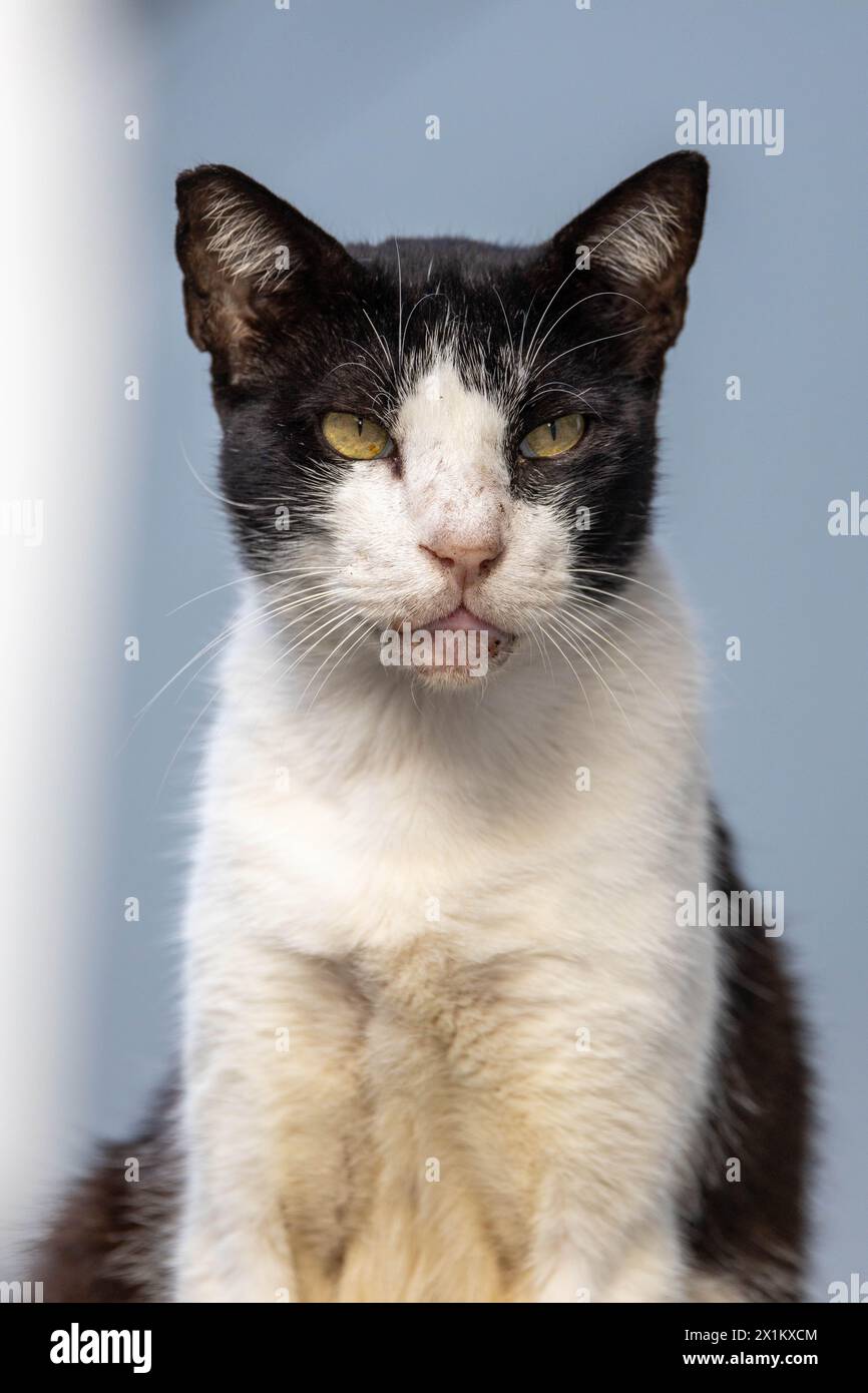 gatto bianco e nero in posa per la fotocamera Foto Stock
