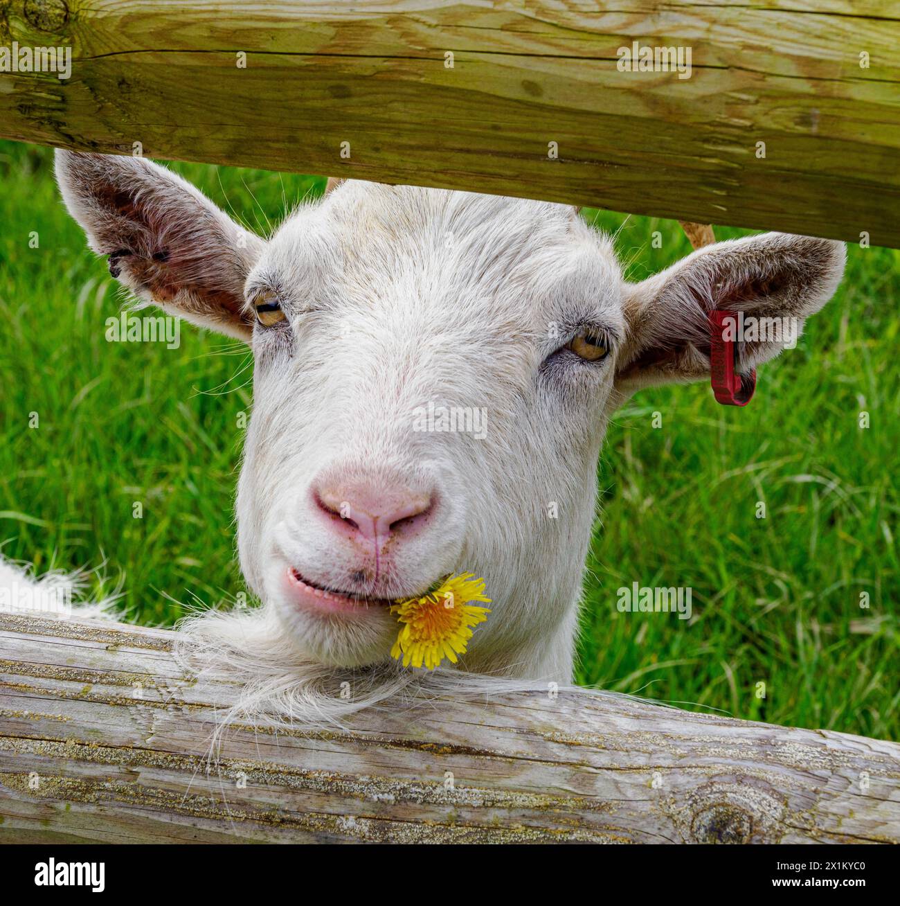 Capra Saanen domestica bianca con fiore di dente di leone nell'angolo della sua bocca in una fattoria nel Berkshire Regno Unito Foto Stock