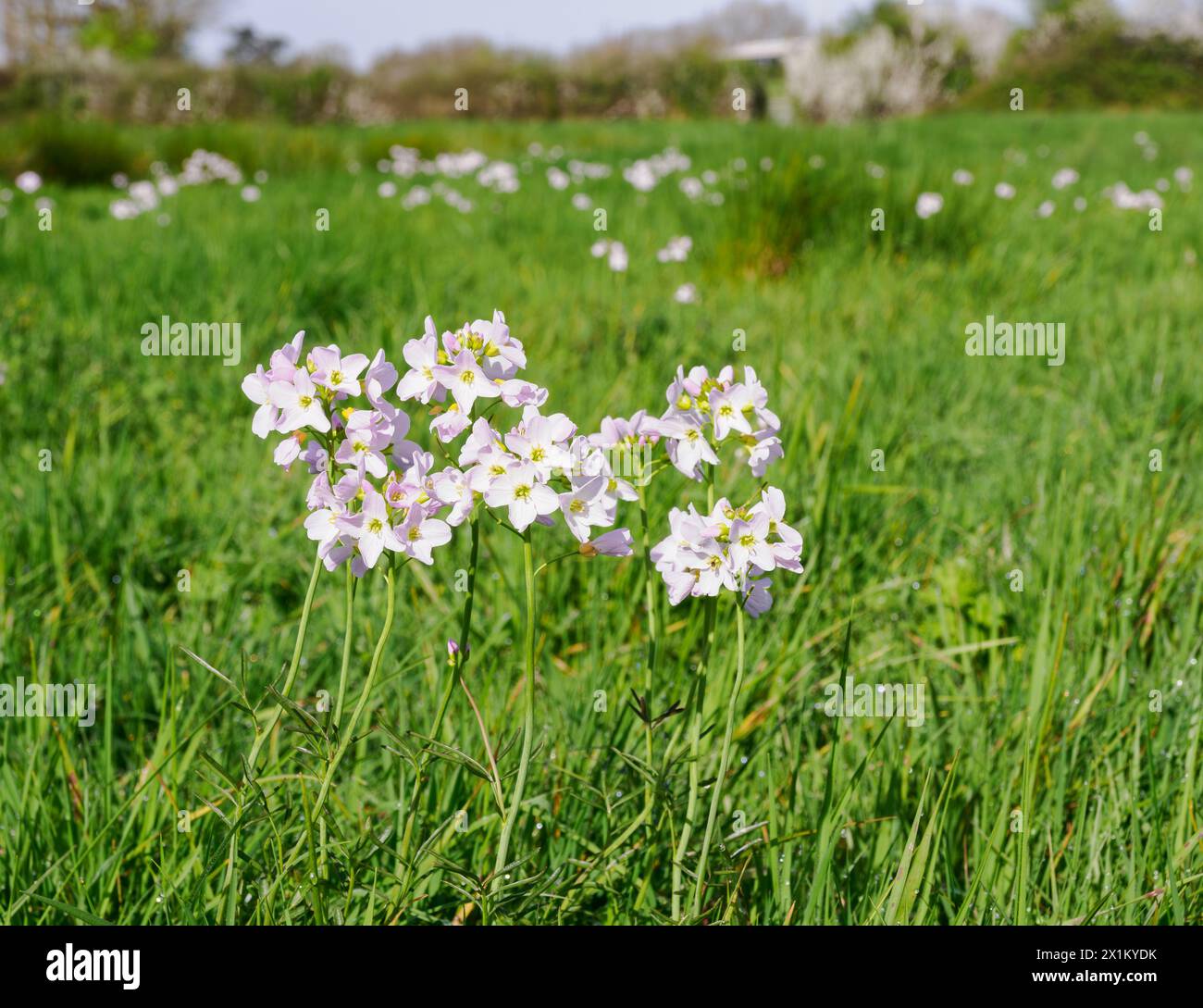 Lady's Smock o Cuckoo Flower Cardamine pratensis che fiorisce in un prato umido del Somerset all'inizio della primavera Foto Stock