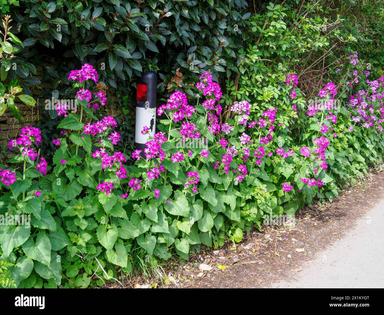 Onestà - Lunaria annua fiorente in una siepe del villaggio di Somerset nel Regno Unito Foto Stock