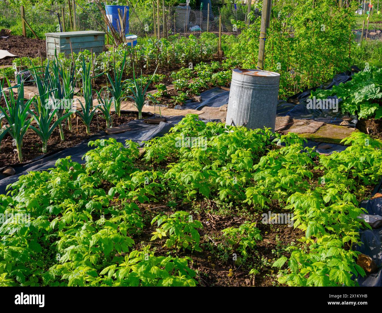 Angolo di una zona di allotti nel Somerset Regno Unito che coltivano una varietà di verdure e fiori Foto Stock