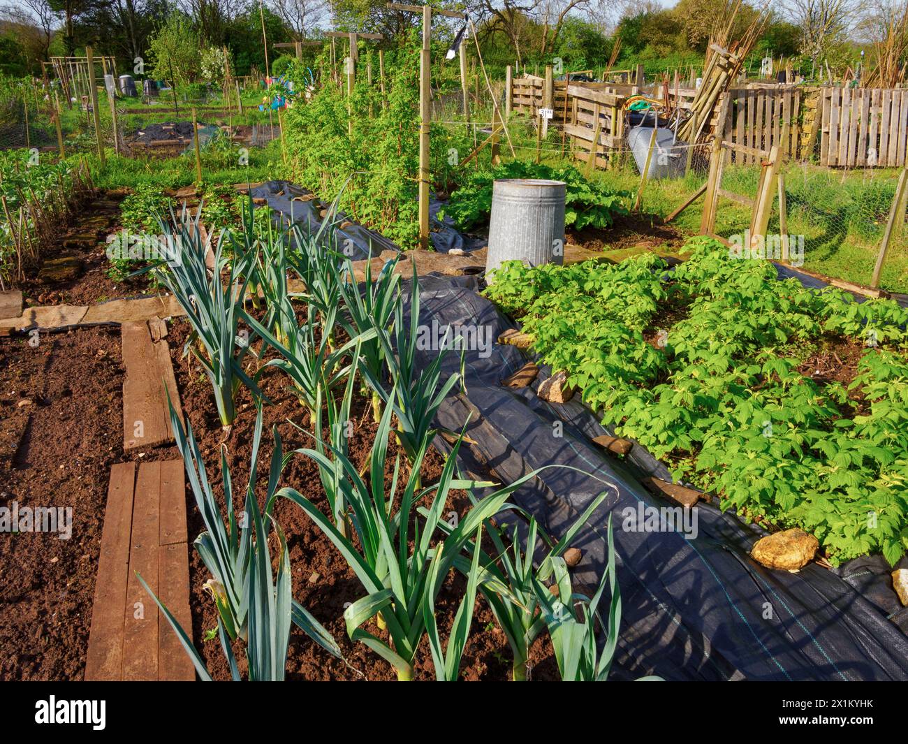Angolo di una zona di allotti nel Somerset Regno Unito che coltivano una varietà di verdure e fiori Foto Stock