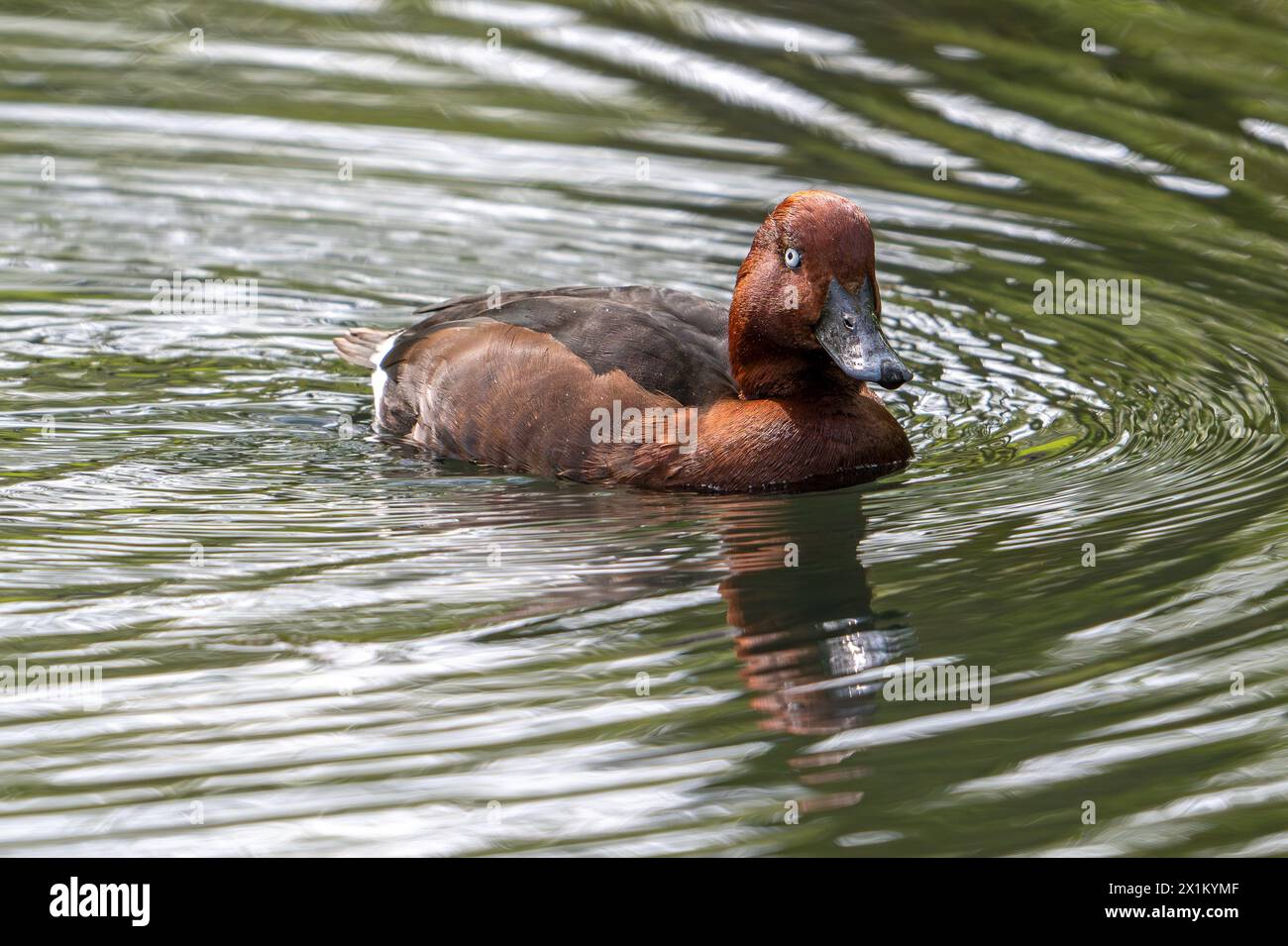 Anatra ferruginosa / frutteto ferruginoso / comune occhio bianco / frutteto dagli occhi bianchi (Aythya nyroca) maschio che nuota nello stagno Foto Stock