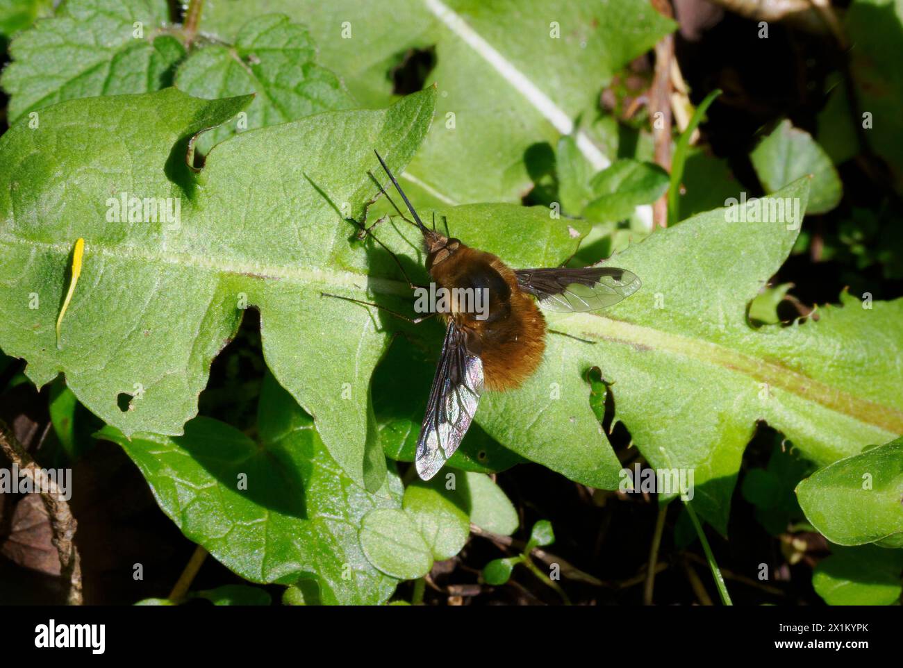 Bee Fly Bombylius Major con bordi scuri che riposa su una foglia di dente di leone nel Somerset nel Regno Unito Foto Stock