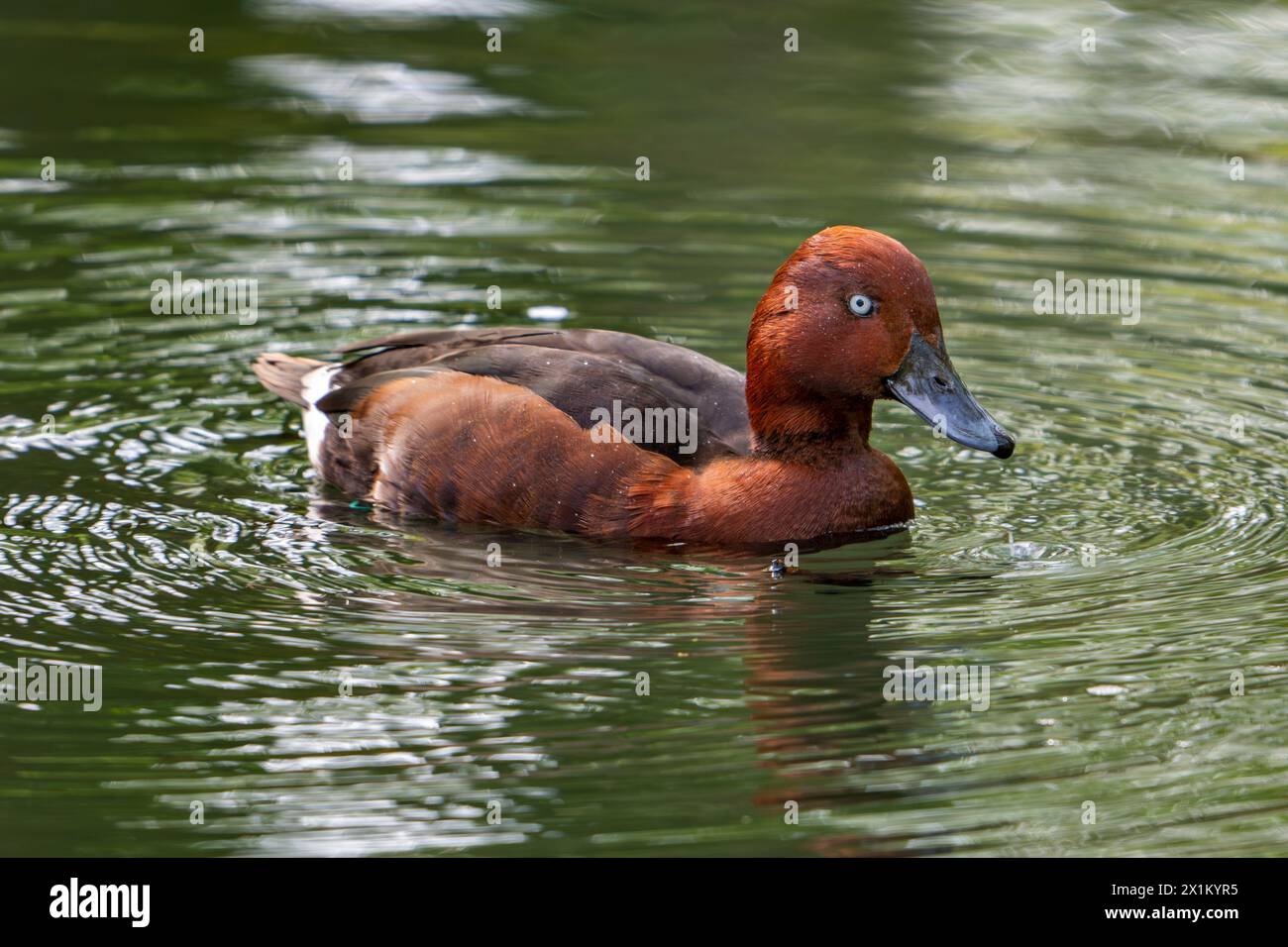 Anatra ferruginosa / frutteto ferruginoso / comune occhio bianco / frutteto dagli occhi bianchi (Aythya nyroca) maschio che nuota nello stagno Foto Stock