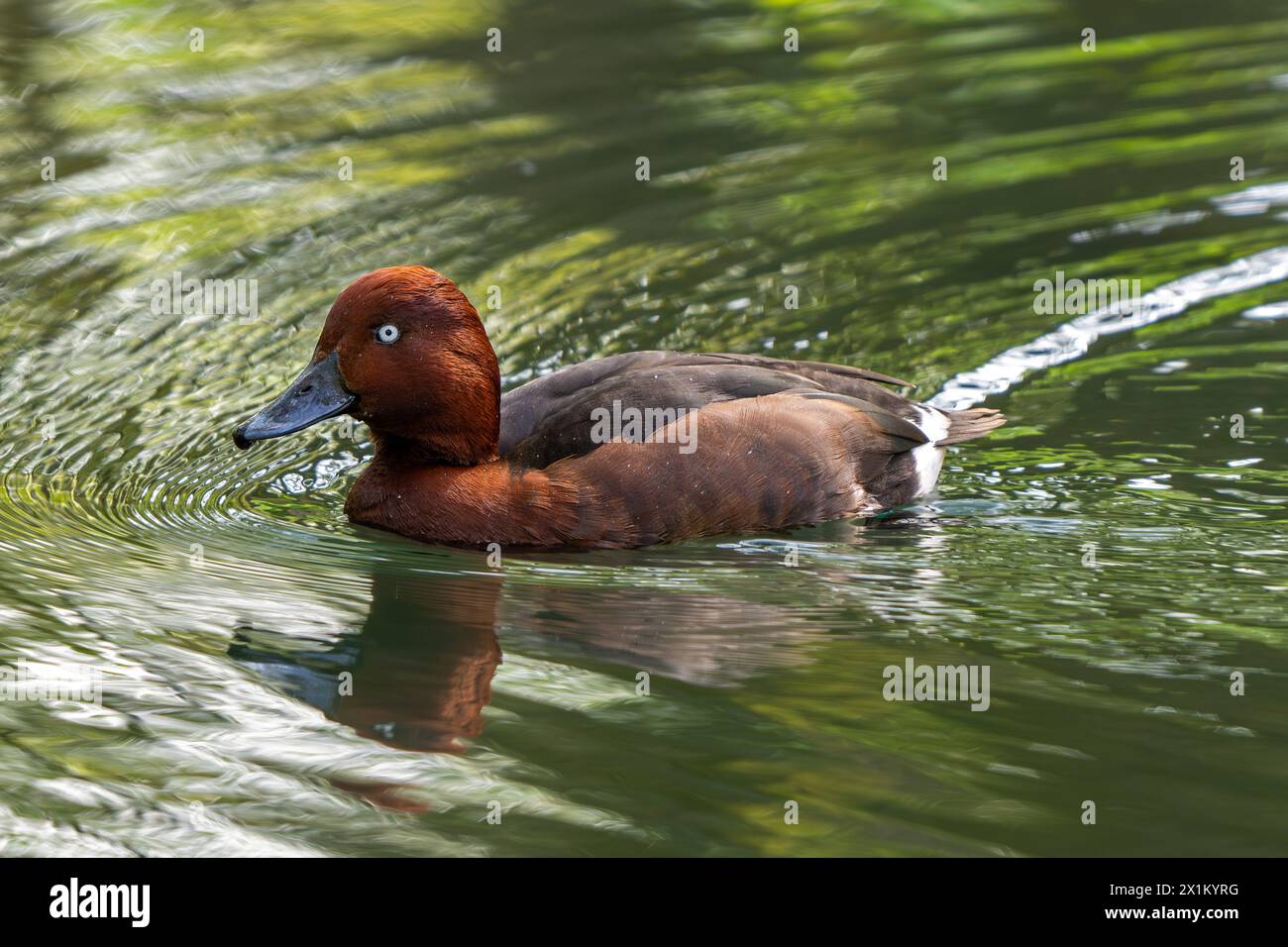 Anatra ferruginosa / frutteto ferruginoso / comune occhio bianco / frutteto dagli occhi bianchi (Aythya nyroca) maschio che nuota nello stagno Foto Stock