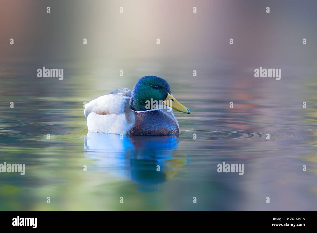 Maschili che nuotano sulla superficie dell'acqua, splendidi riflessi all'alba (Anas platyrhynchos) Foto Stock