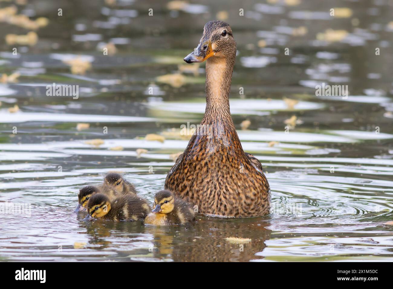 Gallina di maiard con anatroccoli (Anas platyrhynchos), prima nuotata con i neonati Foto Stock