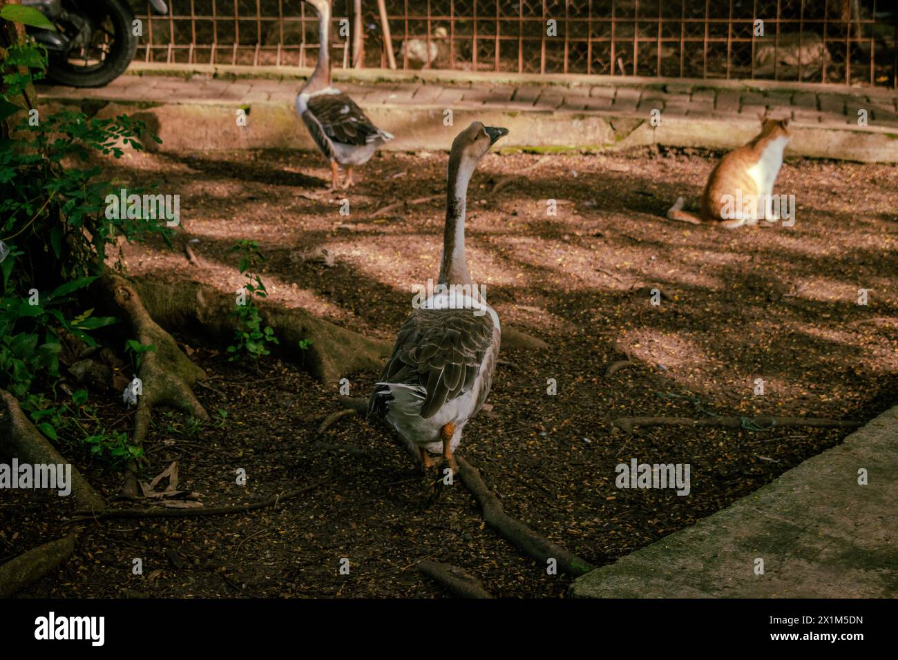 Un'anatra rivolta indietro e che gode della luce del sole mattutina in un'area residenziale in Indonesia Foto Stock