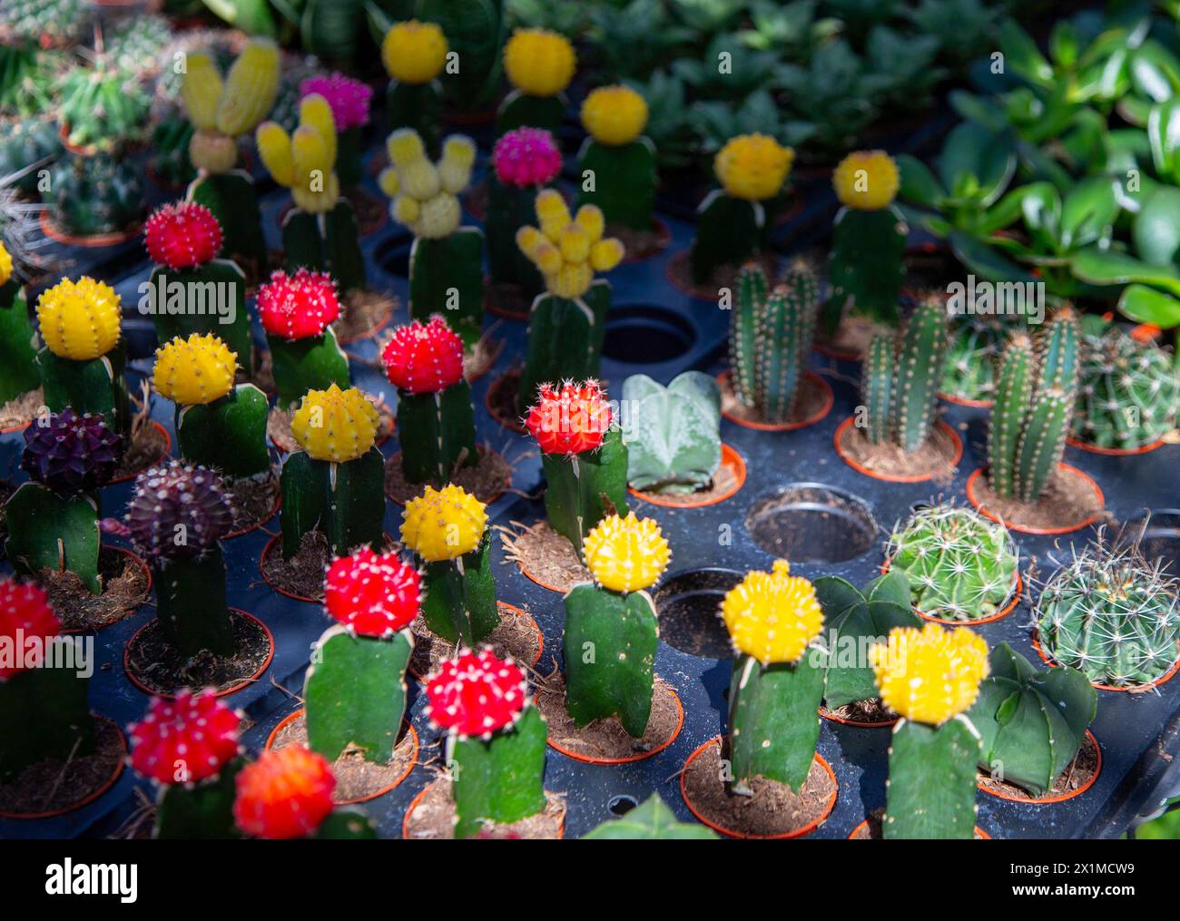 Assortimento di piccoli cactus in un vivaio Foto Stock Assortimento di piccoli cactus in un vivaio Foto Stock