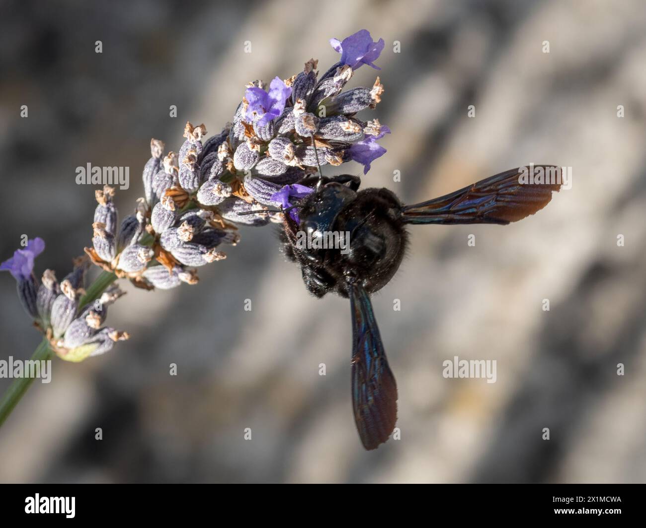 Ape da falegname nero su fiore di lavanda Foto Stock