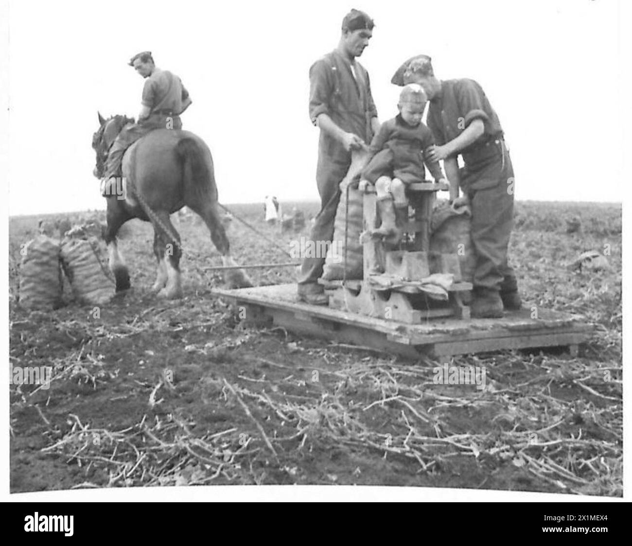 "TOMMY" AIUTA LE RACCOGLITRICI, pesando i sacchi di patate, British Army Foto Stock