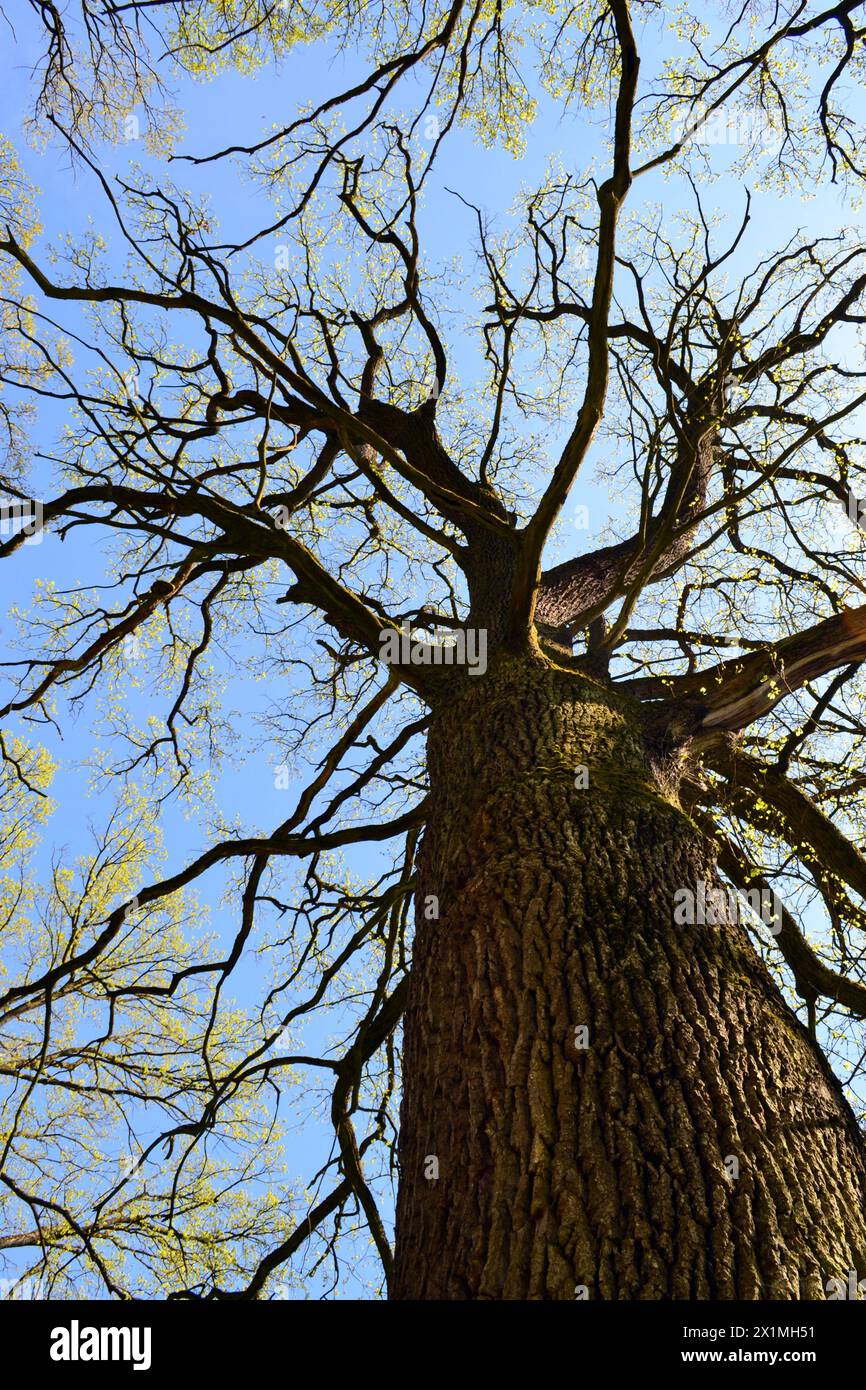 Tronco con silhouette in quercia sessile. Quercia irlandese contro il cielo blu Foto Stock