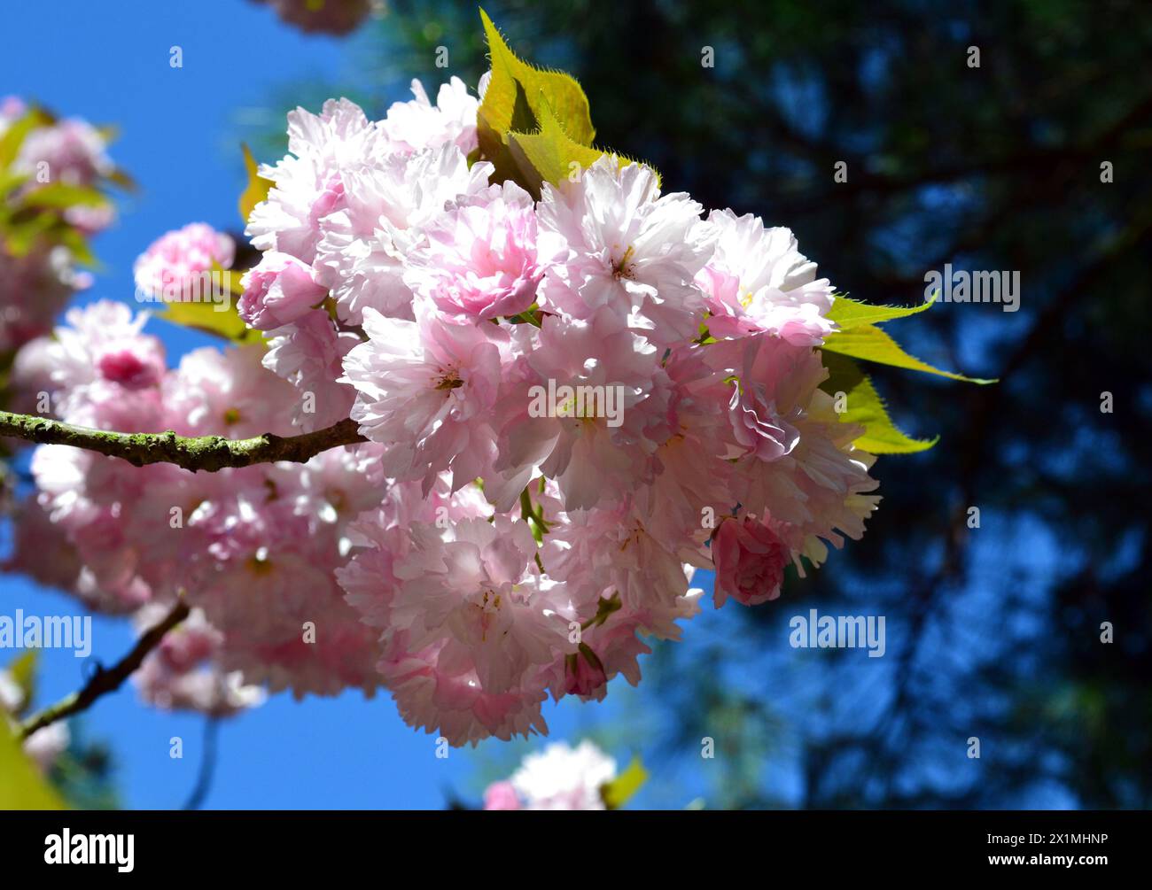 Ciliegio giapponese in fiore. Fiori di ciliegio orientale, sakura Foto Stock