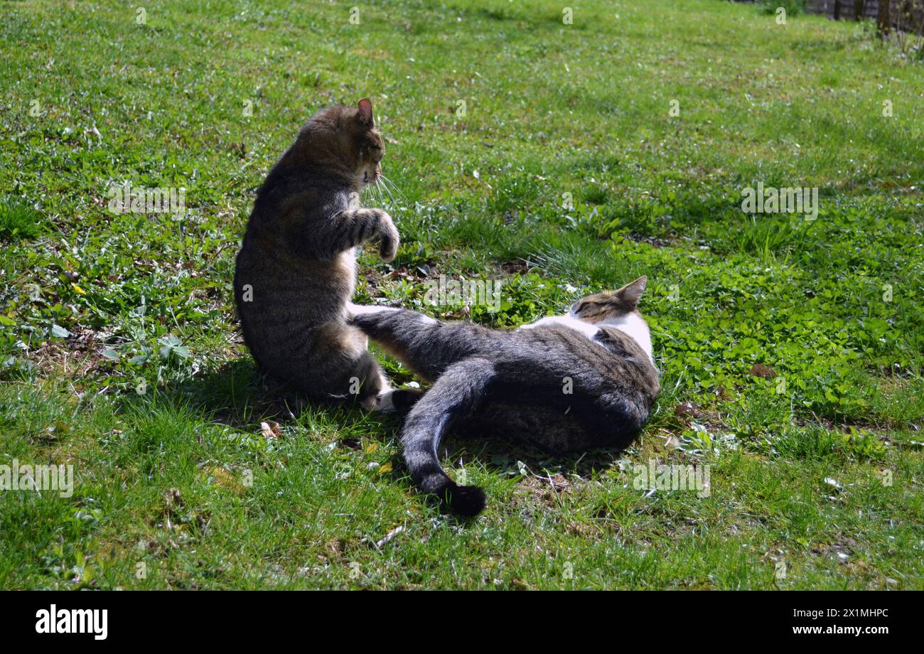 Gatti che combattono in un giardino Foto Stock