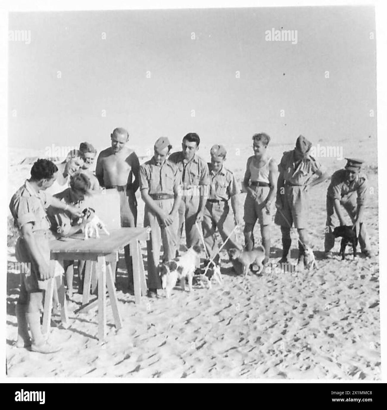 Le truppe dell'esercito britannico conducono una mostra canina nel deserto, con il giudice che valuta i cani alla panchina per conformazione e qualità. Foto Stock