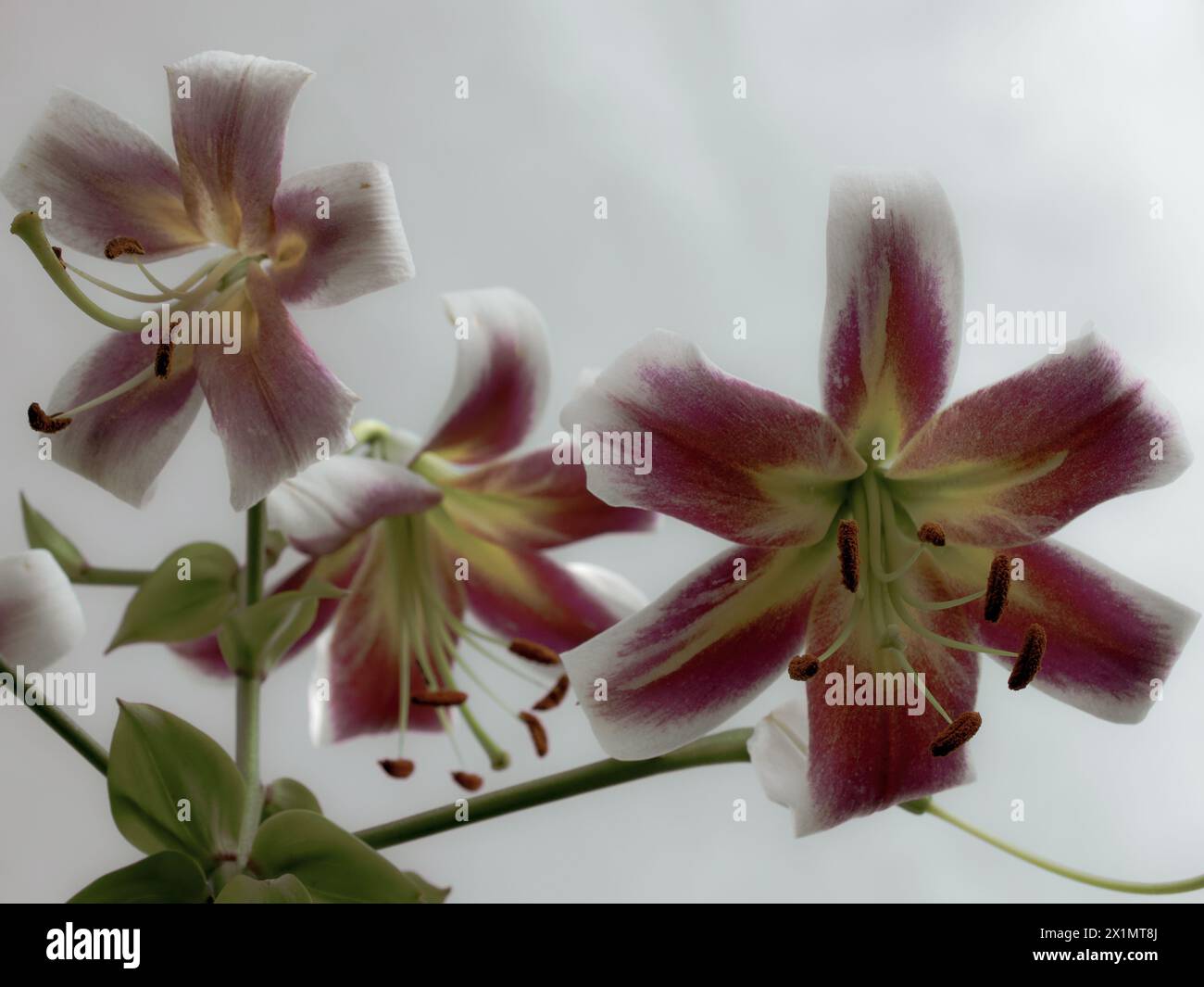 Questa immagine presenta gigli in fiore con un mix di petali bianchi e rosa, che mostrano la bellezza della natura; perfetta per riviste da giardino, blog floreali o spp Foto Stock