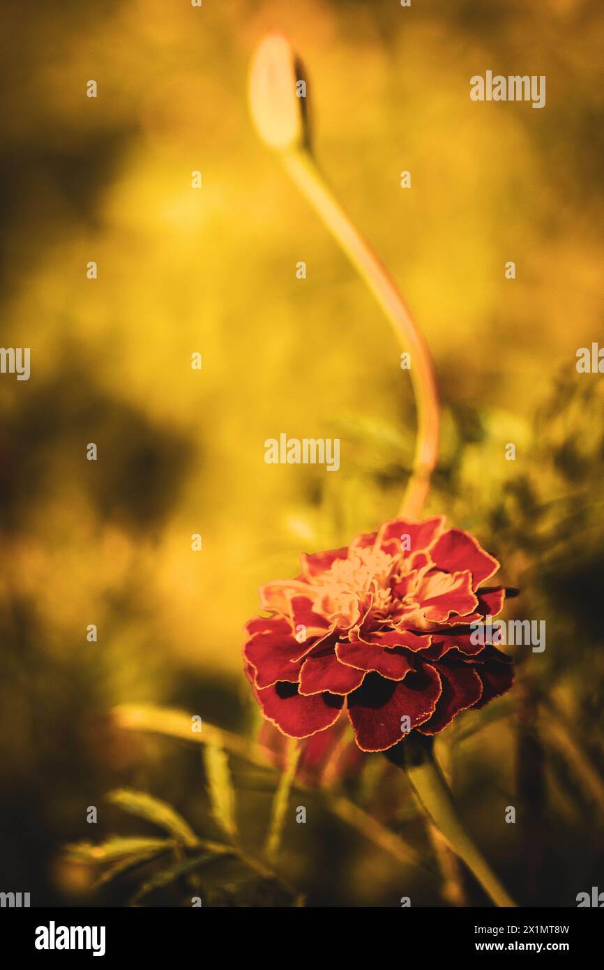 Primo piano di una calendula con intricati dettagli petali, che simboleggiano la crescita e la bellezza naturale, ideale per il giardinaggio o temi naturali. Foto Stock