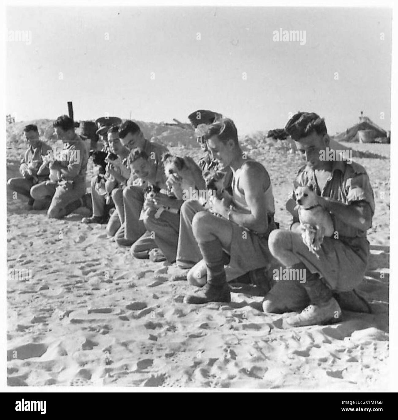 Le truppe dell'esercito britannico organizzano e presentano le iscrizioni a una mostra canina tenuta in un luogo nel deserto. Foto Stock