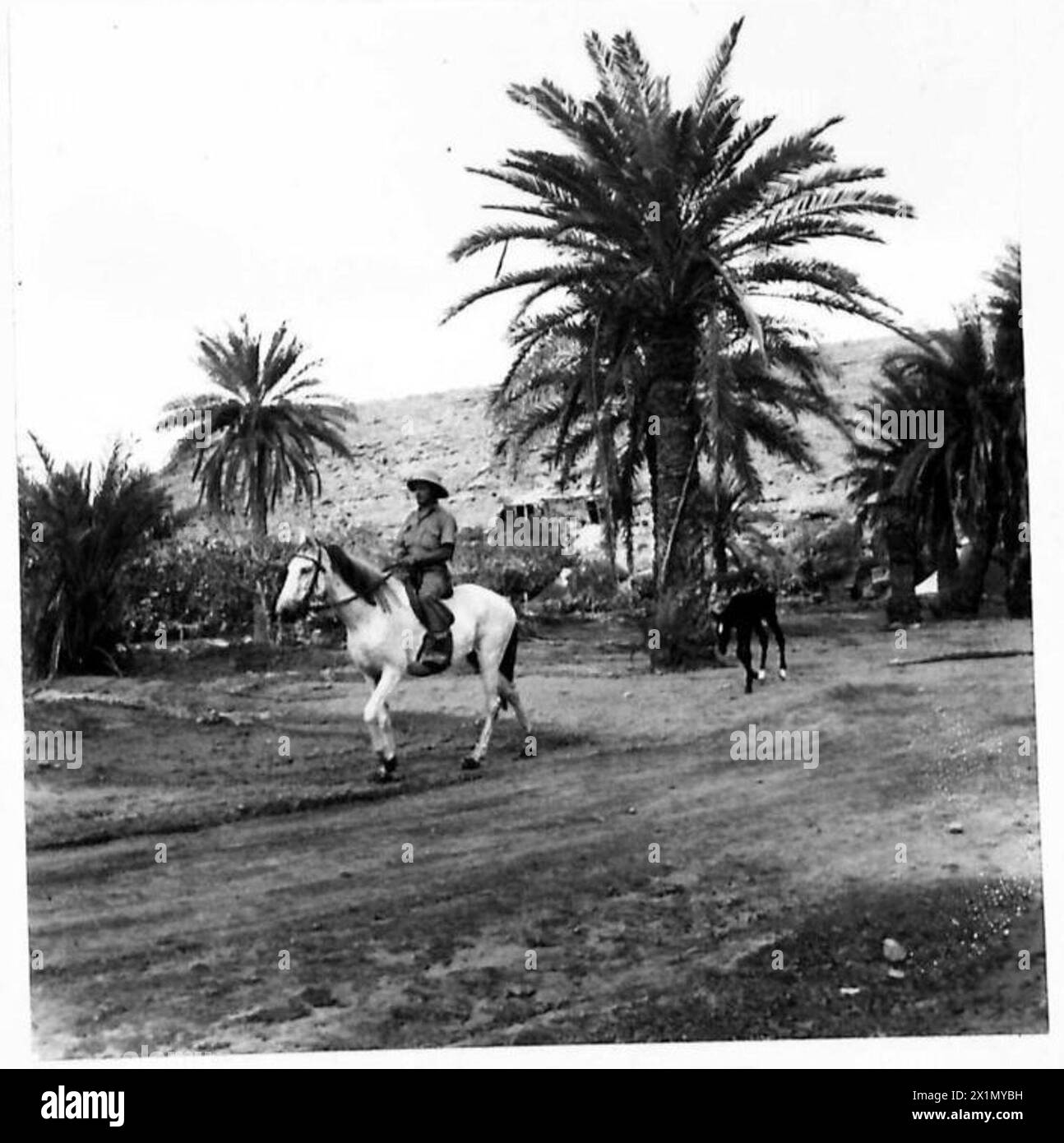 Una manna e il suo puledro sono visti a Tobruk dopo essere stati lasciati indietro dalle forze nemiche, l'esercito britannico. Foto Stock