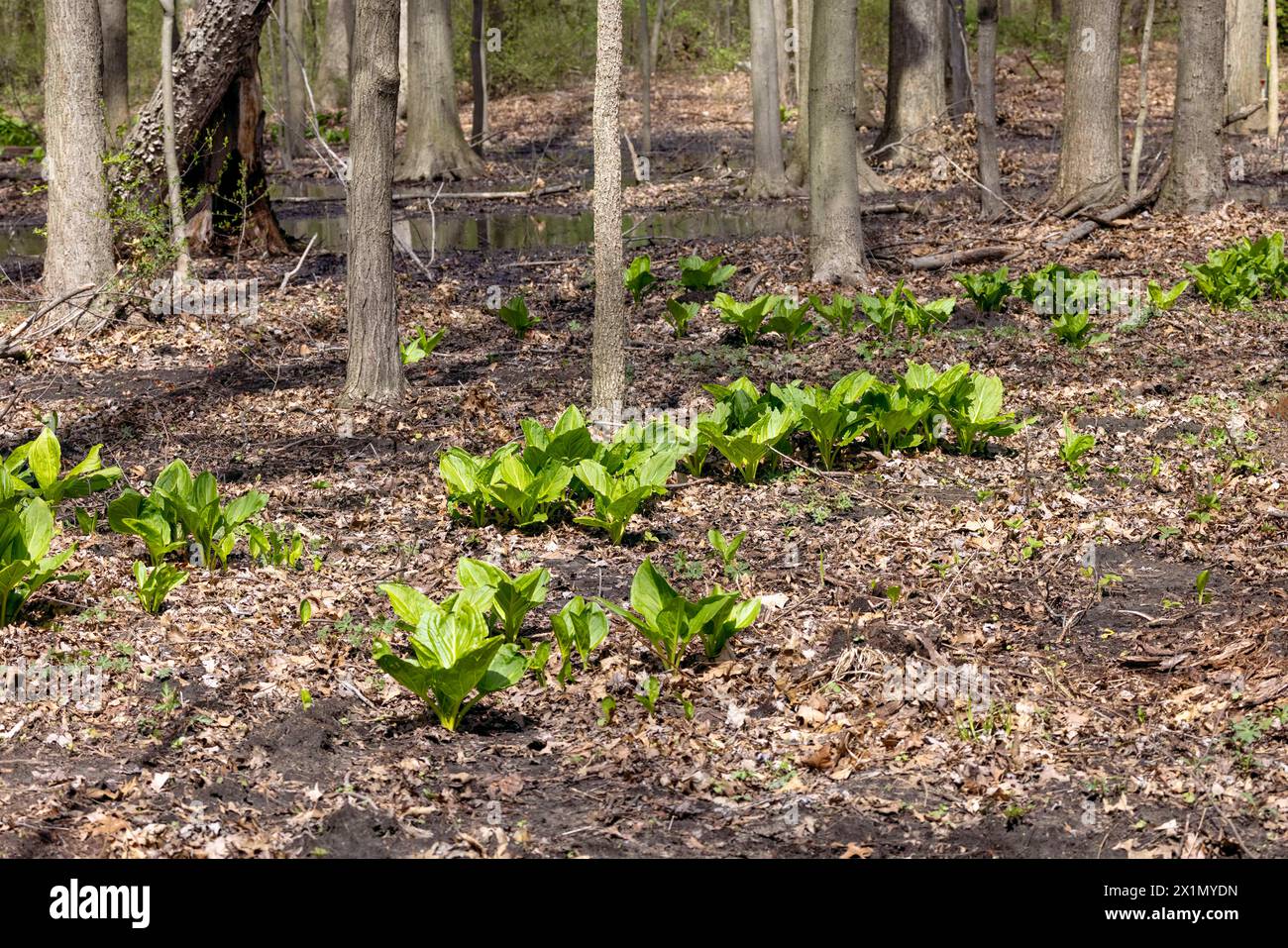 Cavolo Skunk. Lo Skunk Cabbage è un fiore fiorito del Wisconsin e uno dei primi fiori selvatici perenni in fiore in primavera. Foto Stock