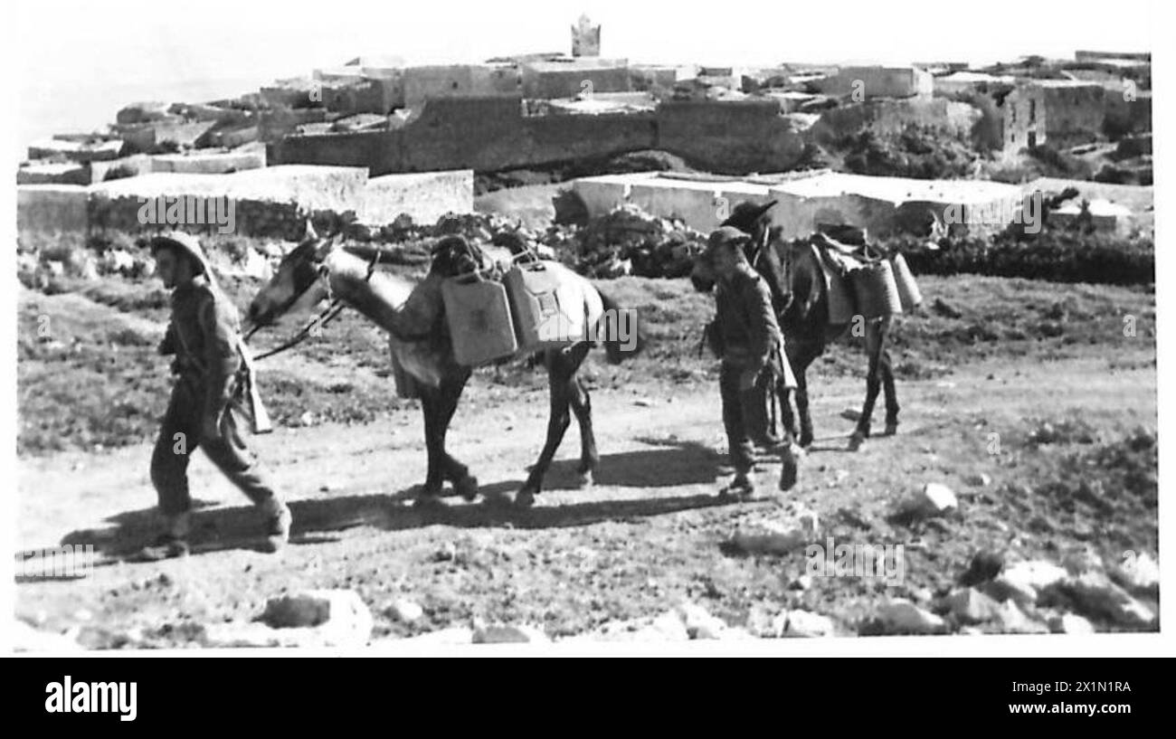 I Fucilieri del Lancashire della prima Armata usano i muli per trasportare l'acqua in jerrican in posizioni in avanti su terreni montuosi vicino al villaggio catturato di Chaouach, British Army. Foto Stock