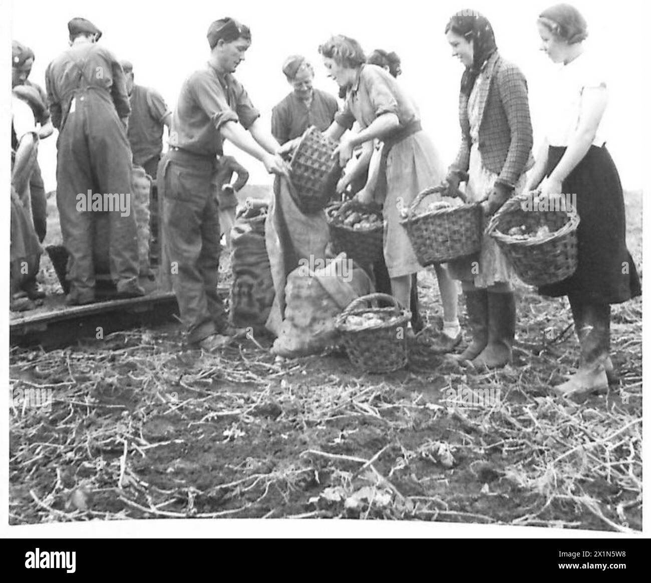 "TOMMY" AIUTA I RACCOGLITORI: Soldati, ragazze e contadini lavorano insieme, riempiendo sacchi di patate e pesandole, nei campi, nell'esercito britannico Foto Stock