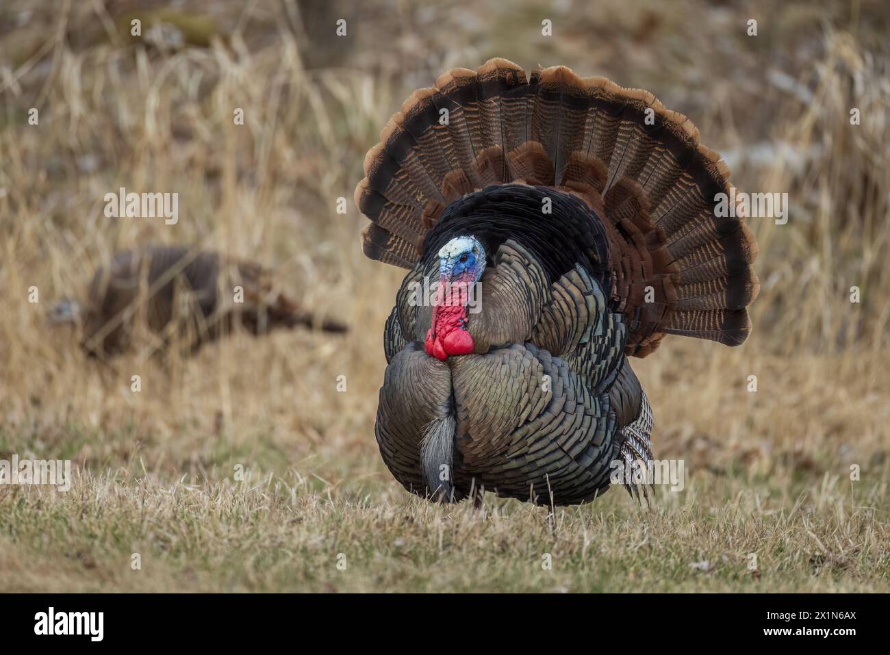 Tom turkey si sta preparando per una gallina in una serata di aprile nel Wisconsin settentrionale. Foto Stock