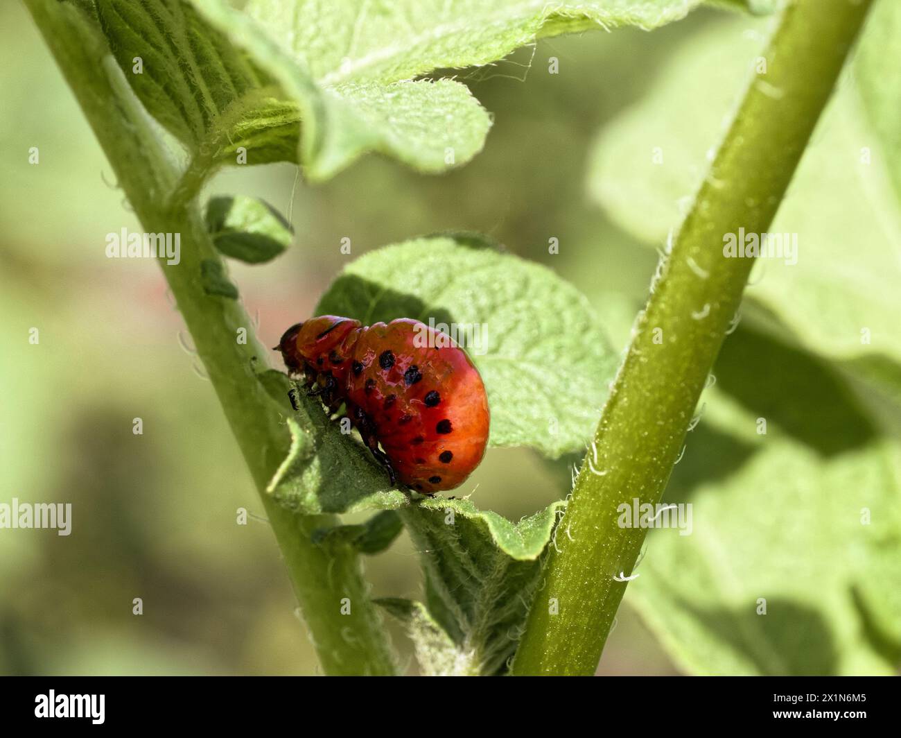 Il verde vivace ospita un bruco macchiato rosso e nero. Foto Stock