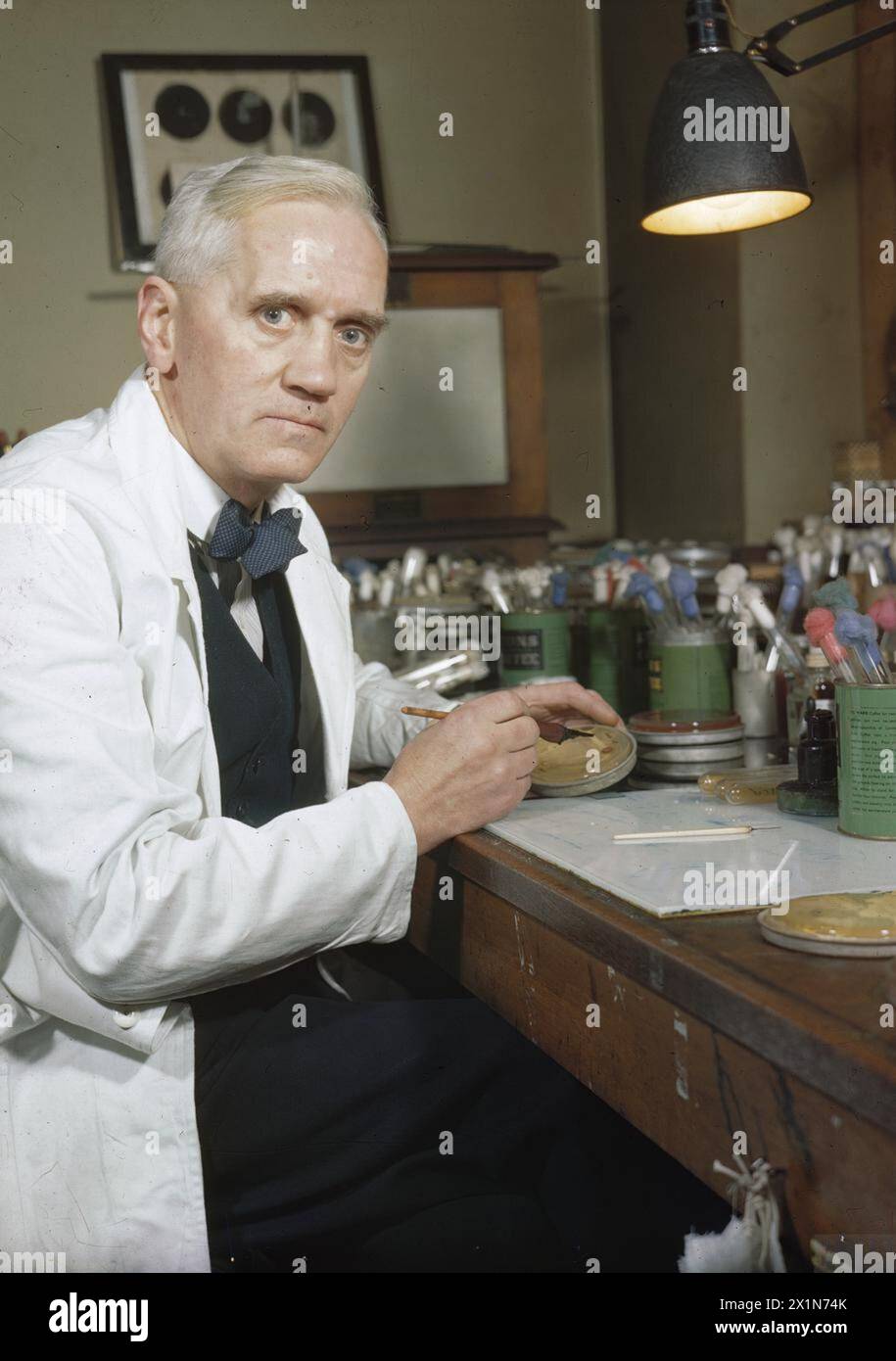 Il professor Alexander Fleming lavora nel suo laboratorio al St Mary's Hospital di Londra, nel 1943. Scoprì la muffa Penicillium notatum nel 1928, che divenne penicillina. Gli scienziati Howard Florey e Ernst Chain hanno collaborato allo sviluppo della penicillina, guadagnandosi il Premio Nobel per la medicina nel 1945. Foto Stock